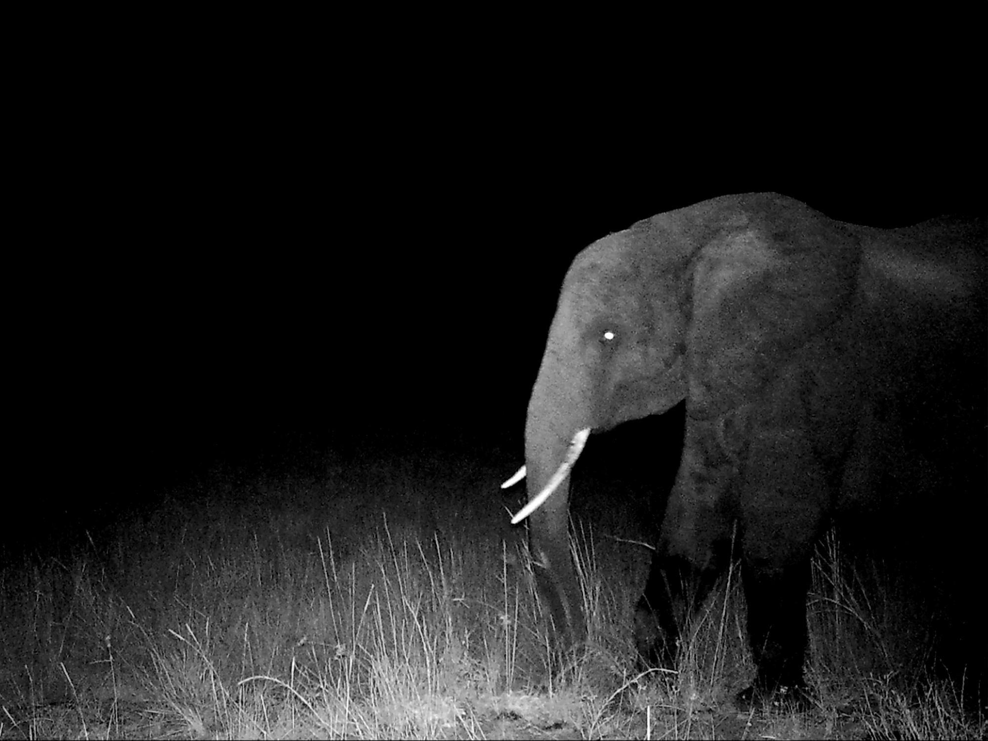 Elephant with white tusks grazing in tall grass, captured in black and white night vision with dark background.