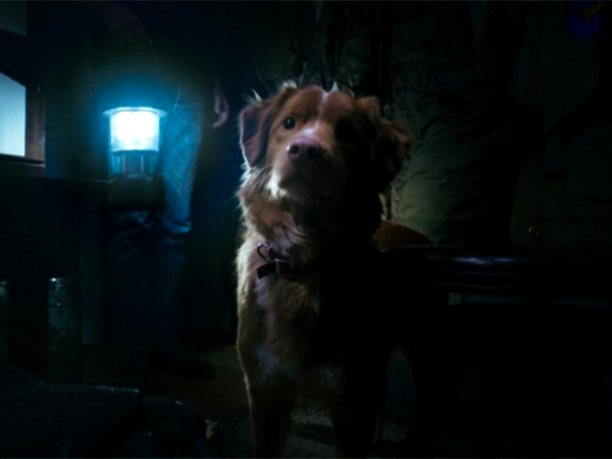 Good Boy review – a pooch perfect ghostly tale