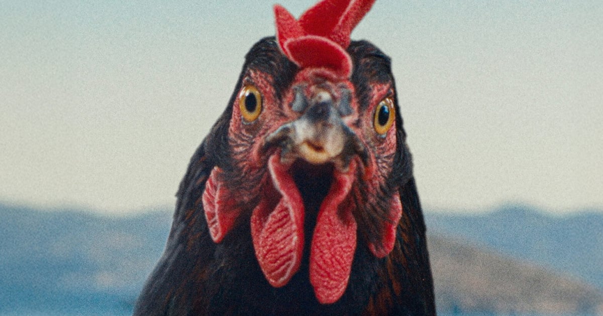 Hen review – a strange, uniquely compelling film Hen review – a strange, uniquely compelling film