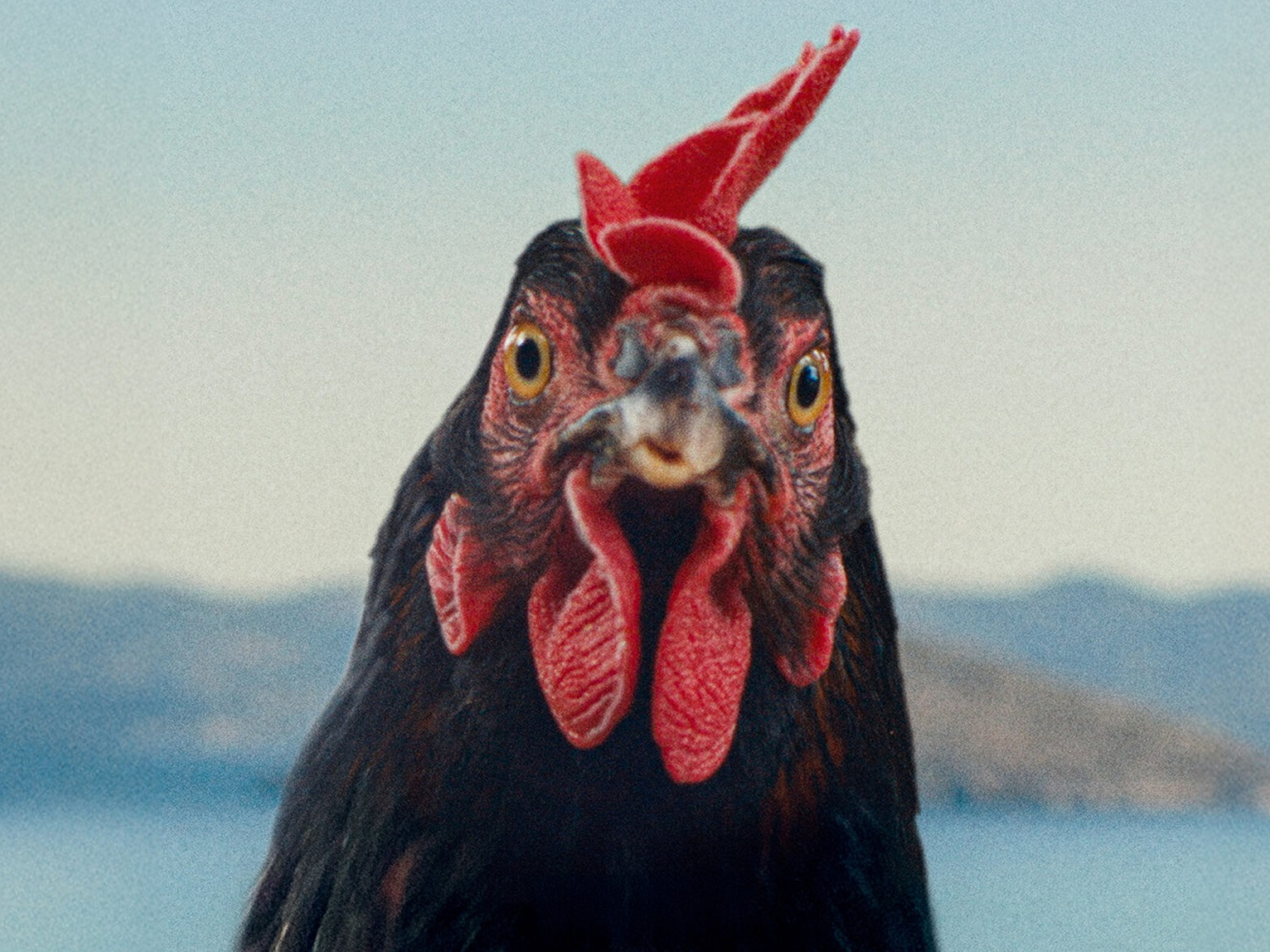 Brown chicken with bright red comb and wattles facing camera, blurred coastal landscape with water and hills in background.