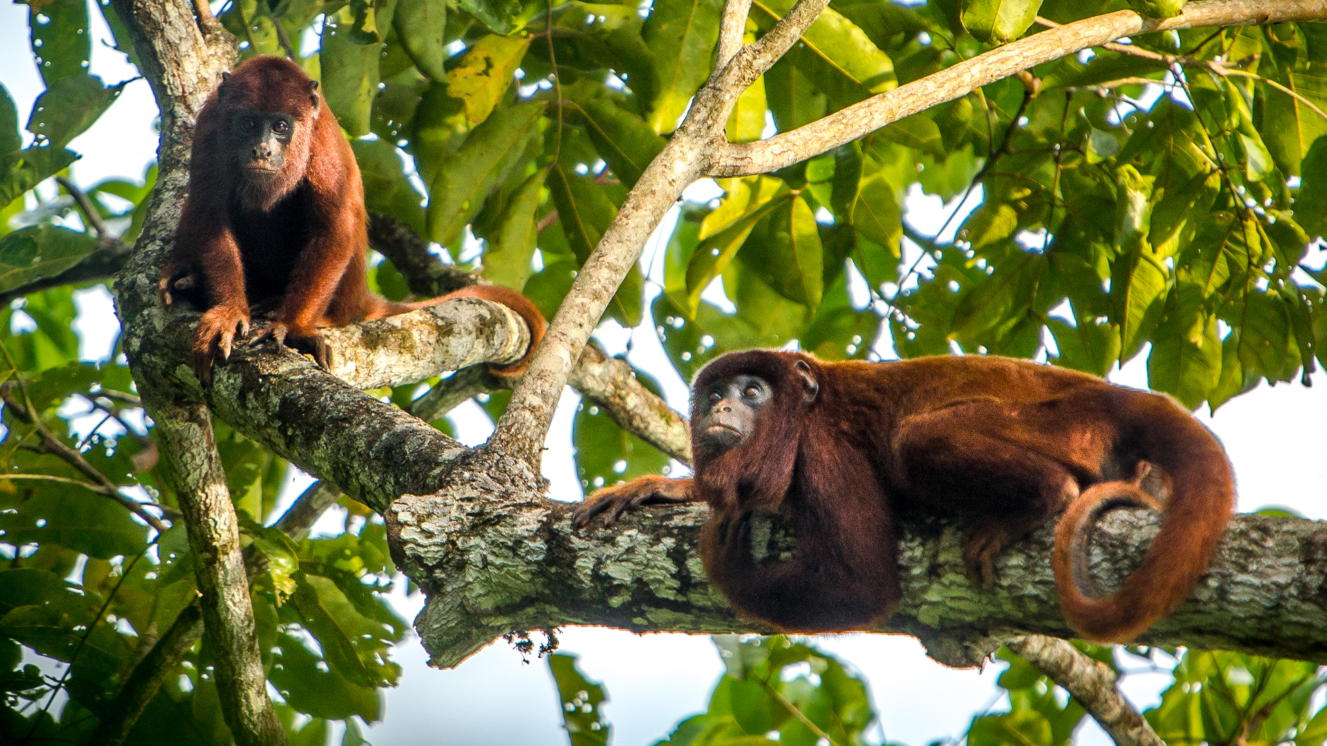 Two howler monkeys resting on a tree branch in a lush, green forest canopy.