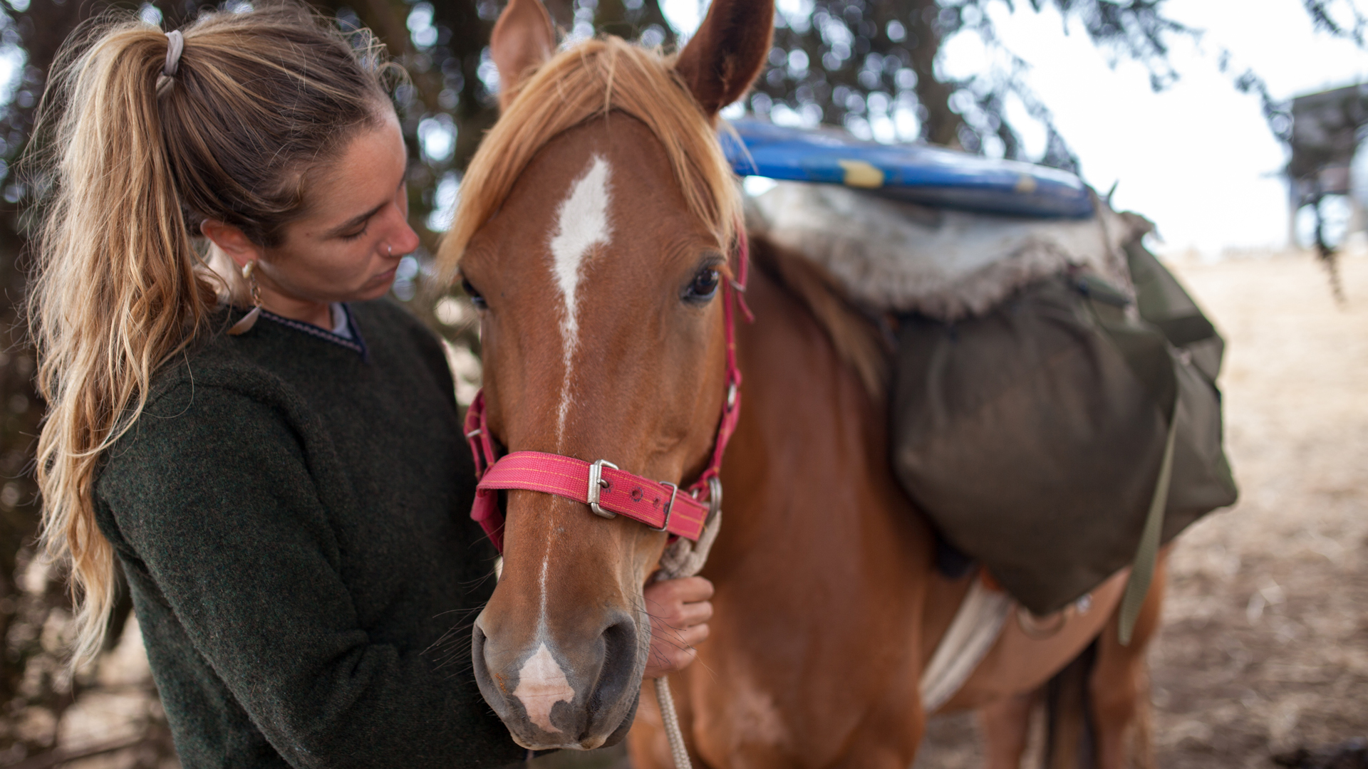 Woman in a black coat gently touching a chestnut horse with a pink halter.