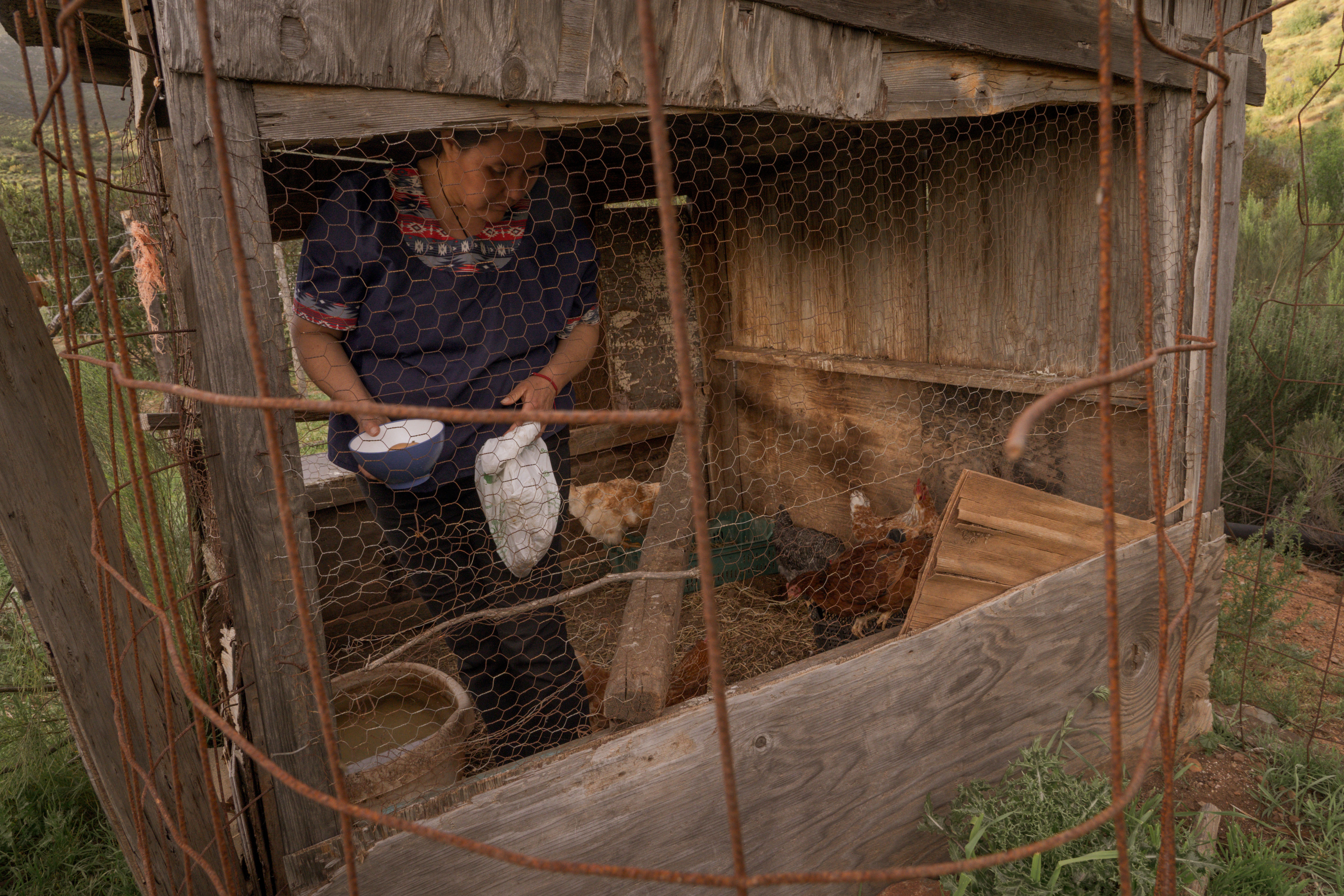 Rustic chicken coop with person tending to the chickens inside.
