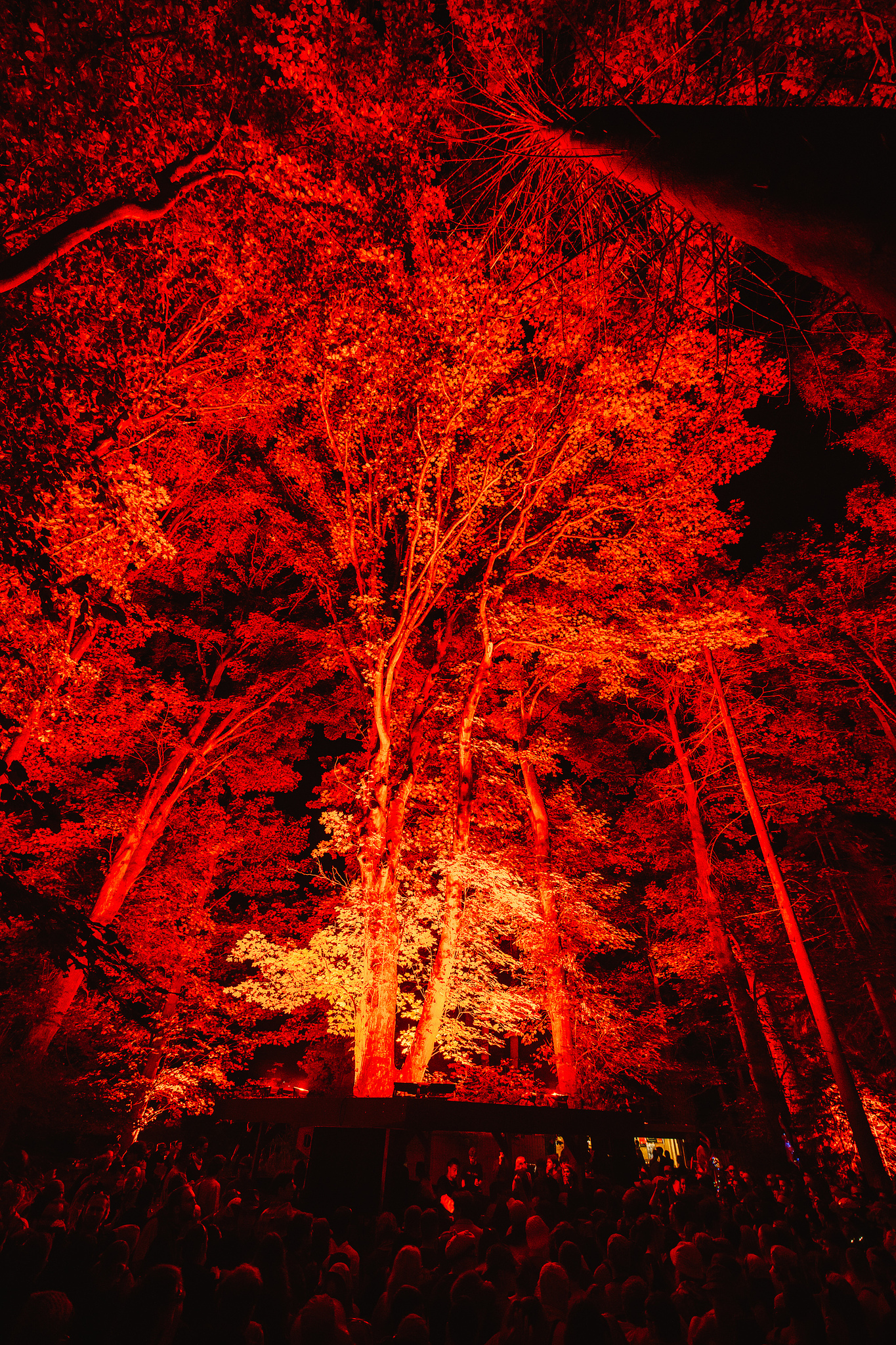 Trees illuminated with bright red lighting at night, creating dramatic crimson canopy against dark sky with crowd silhouettes below.