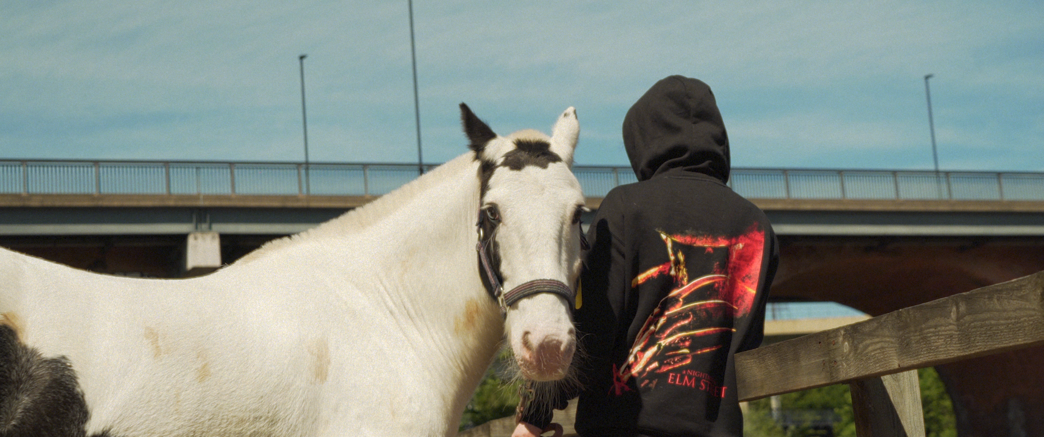 Rear view of a person petting a white and dark brown horse by a wooden fence, with a road and bridge in the background.