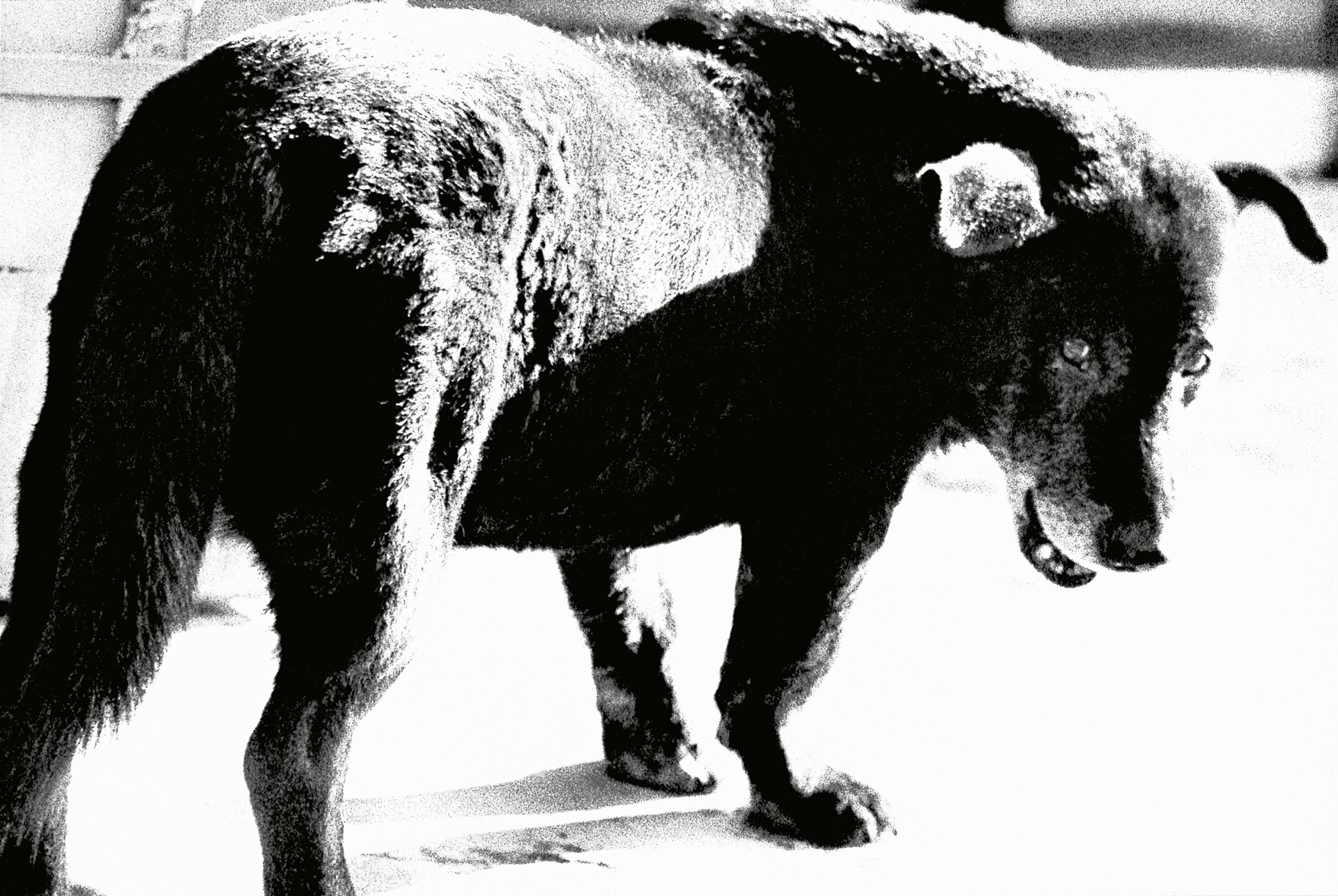 Black and white image of a large dog with thick, shaggy coat standing on concrete surface, head lowered.