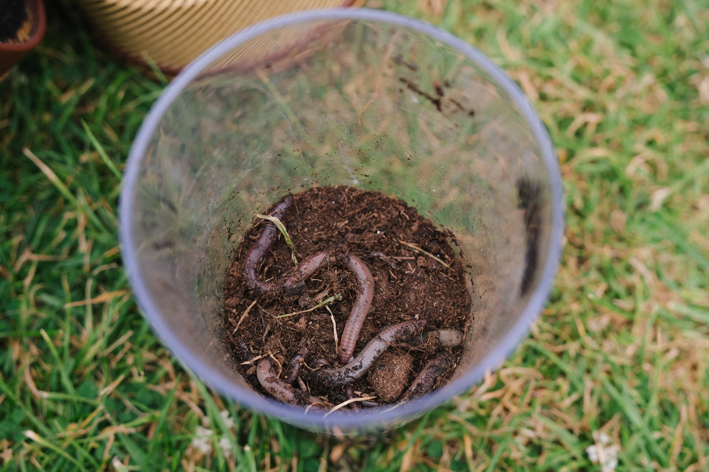 White plastic bucket containing dark soil and several pink earthworms on grass background.