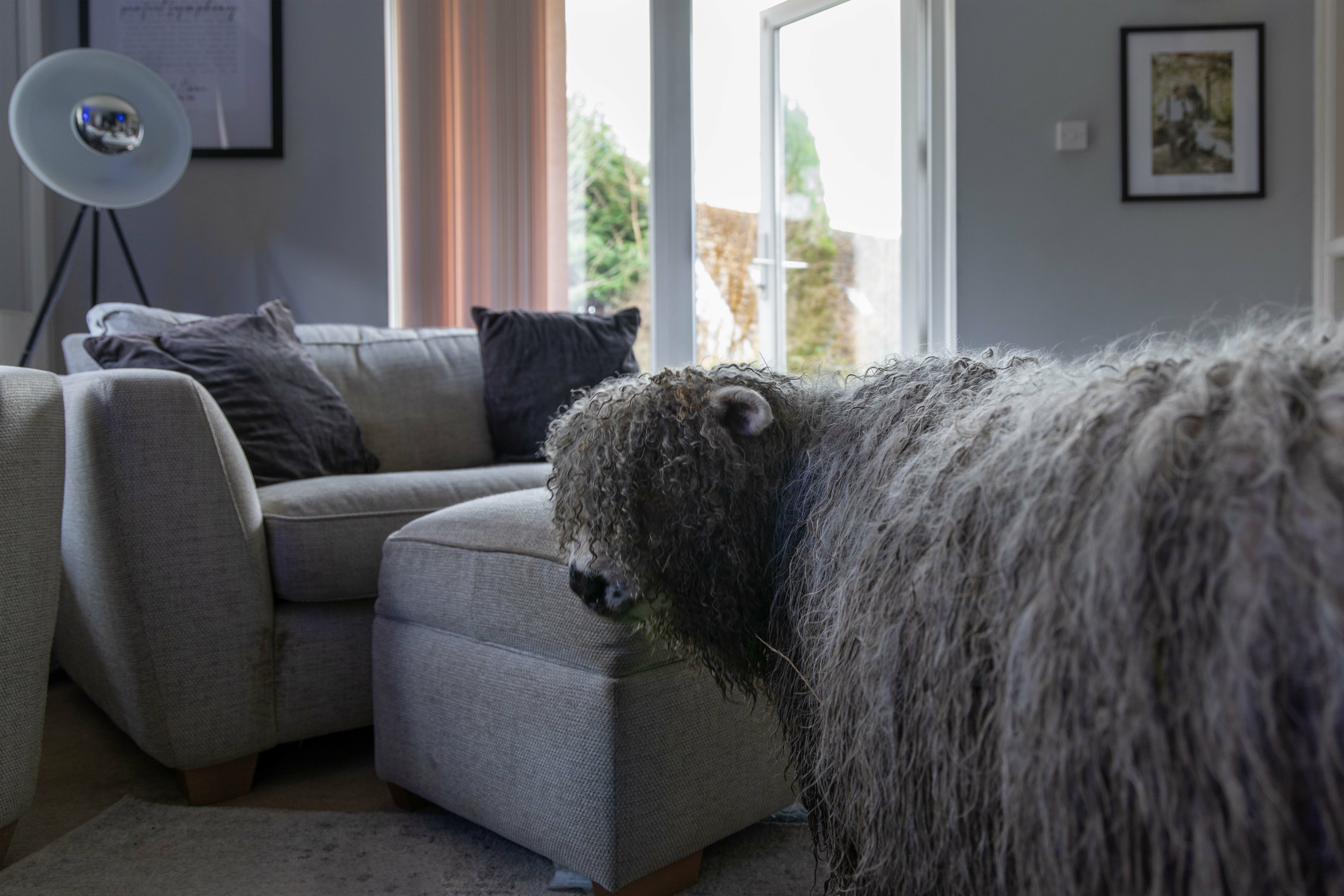Fluffy grey dog lounging on grey sofa near window with outdoor view.
