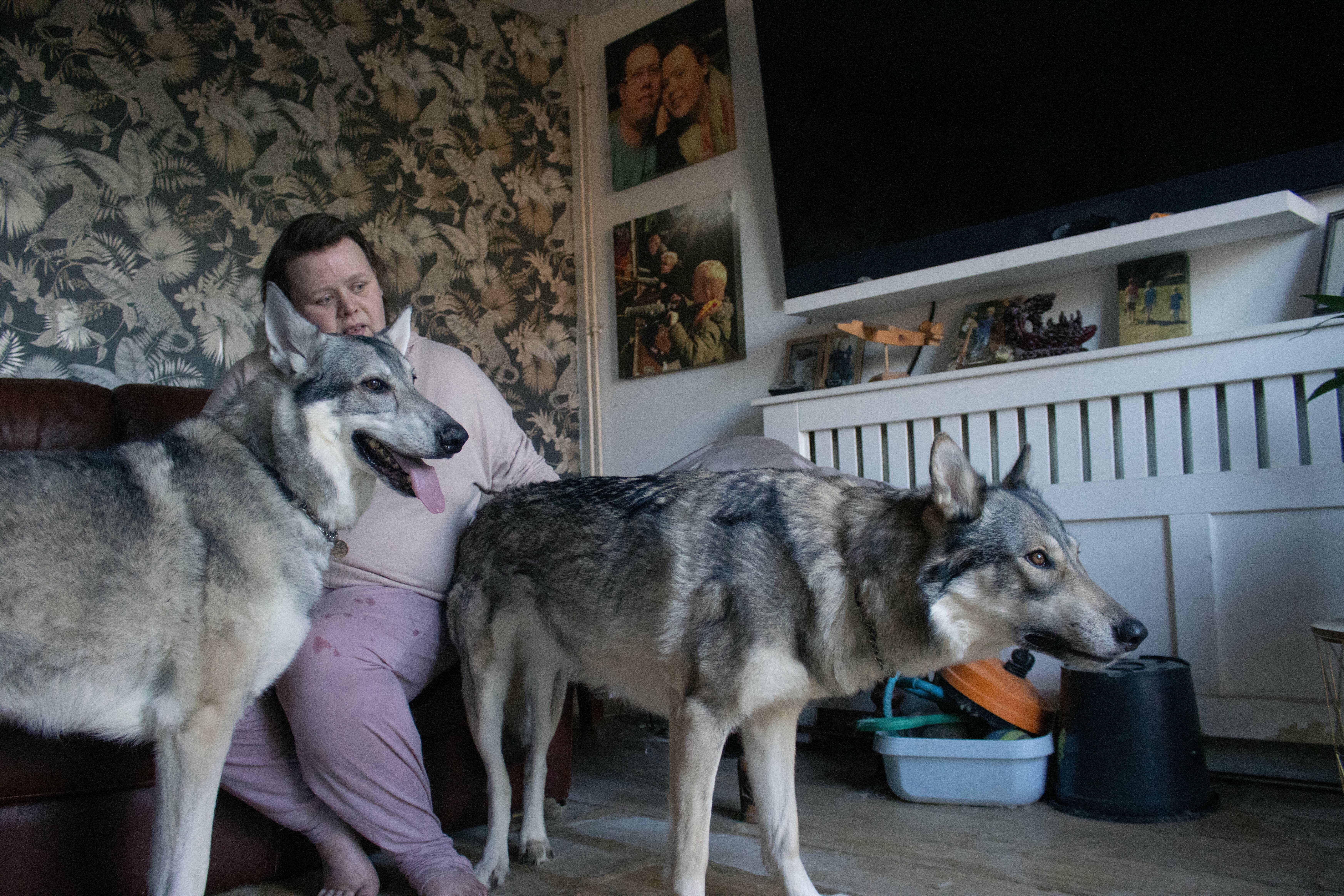 Two large grey wolves sitting with a person in a cosy indoor setting, surrounded by plant-themed decor.