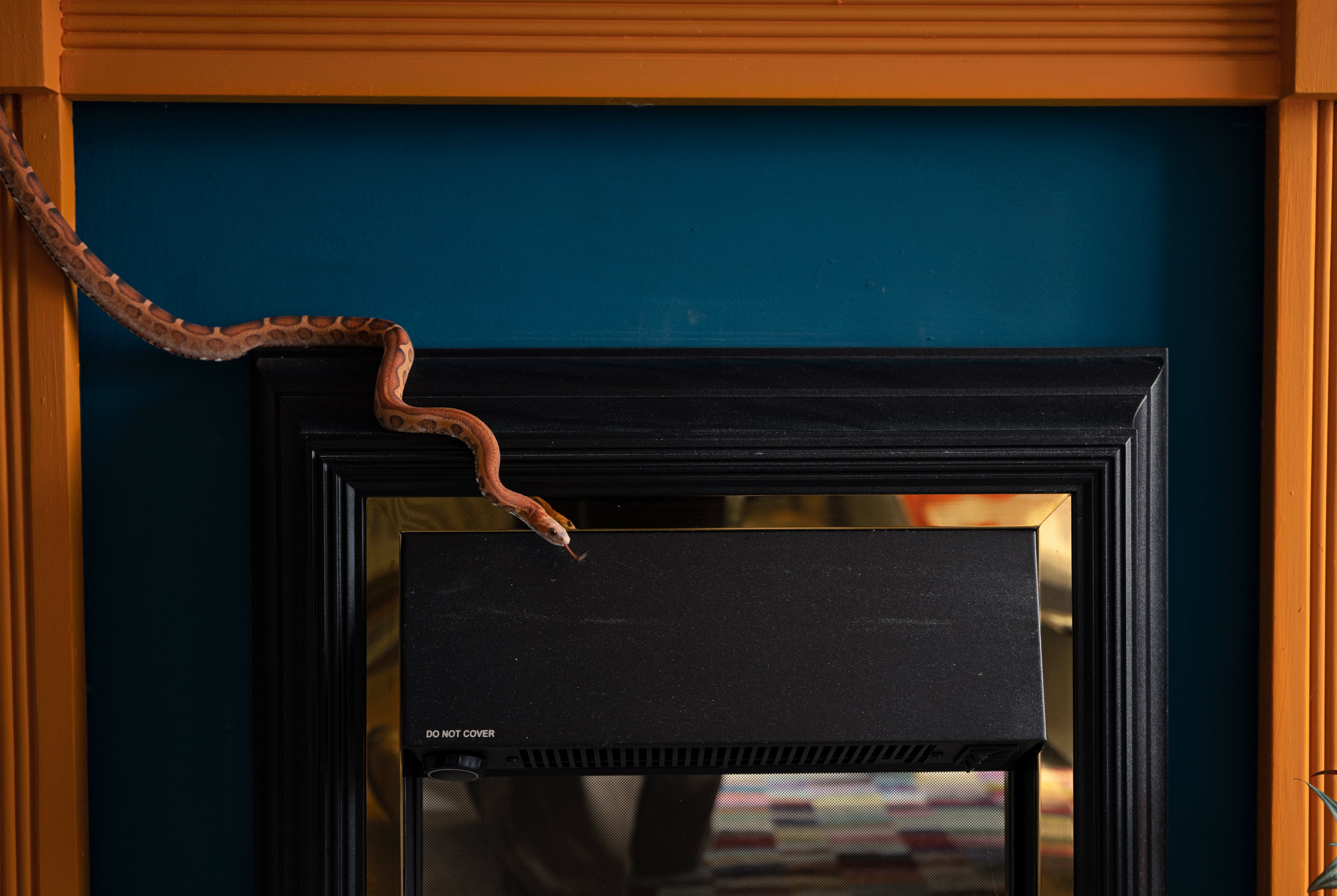 A framed black display with a snake-like object hanging from the top frame, against an orange and blue background.