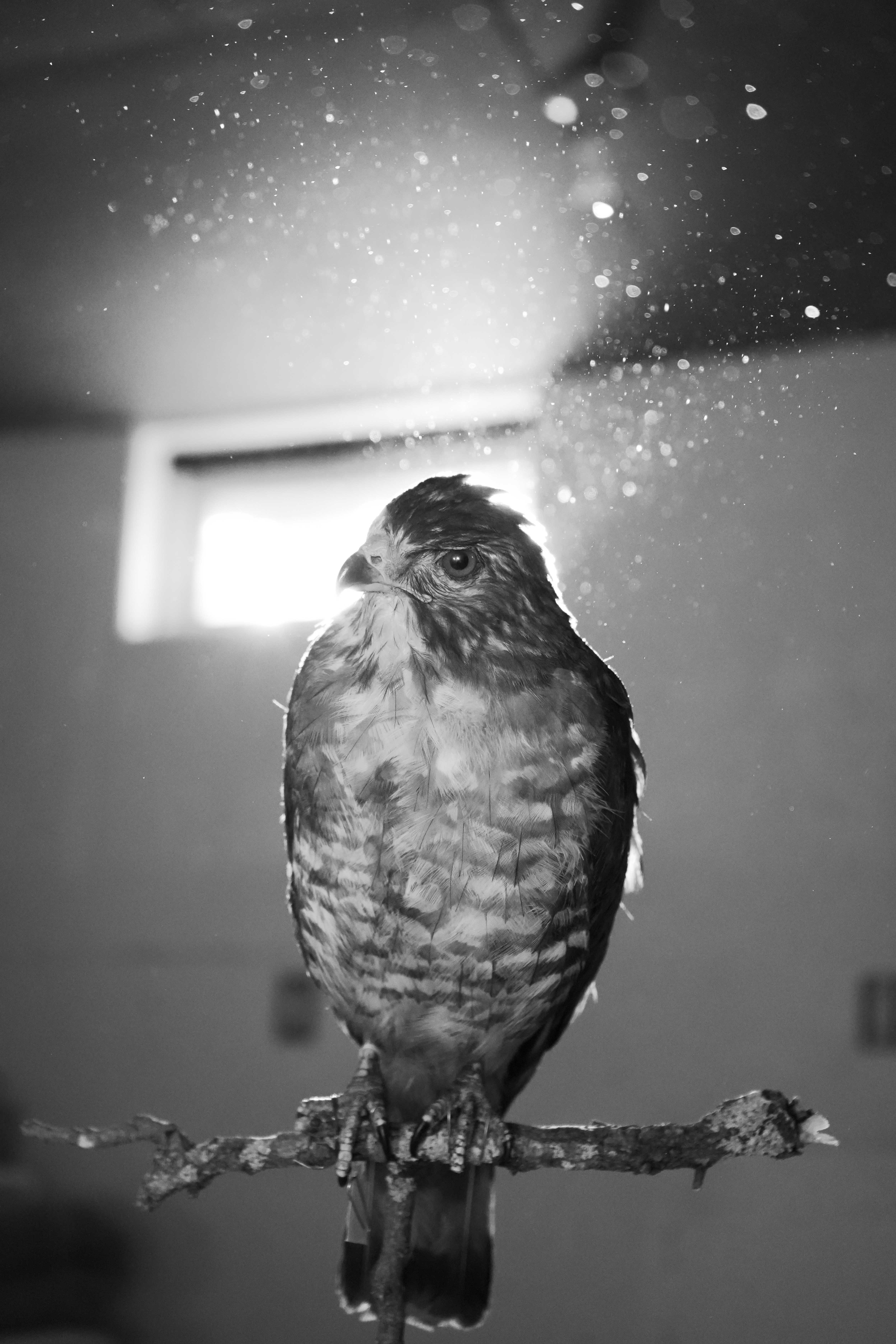 Black and white image of a hawk perched on a branch with water droplets falling around it, blurred building in background.