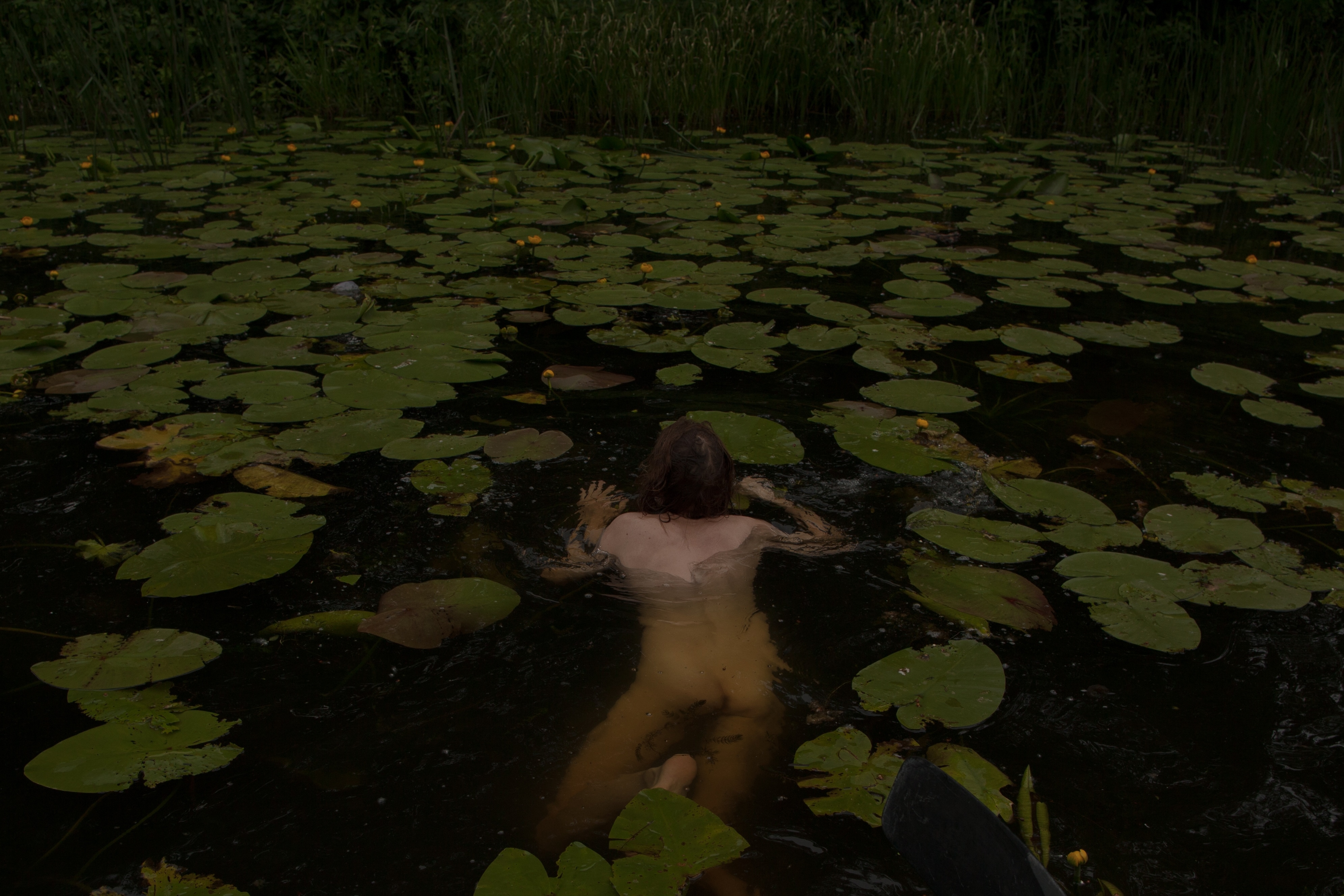 Dark green lily pads floating on a pond, with a brown animal partially submerged in the water.