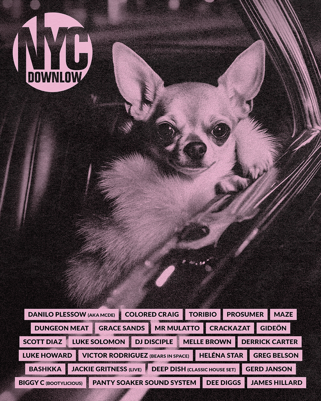 Chihuahua dog in car with NYC Downlow logo