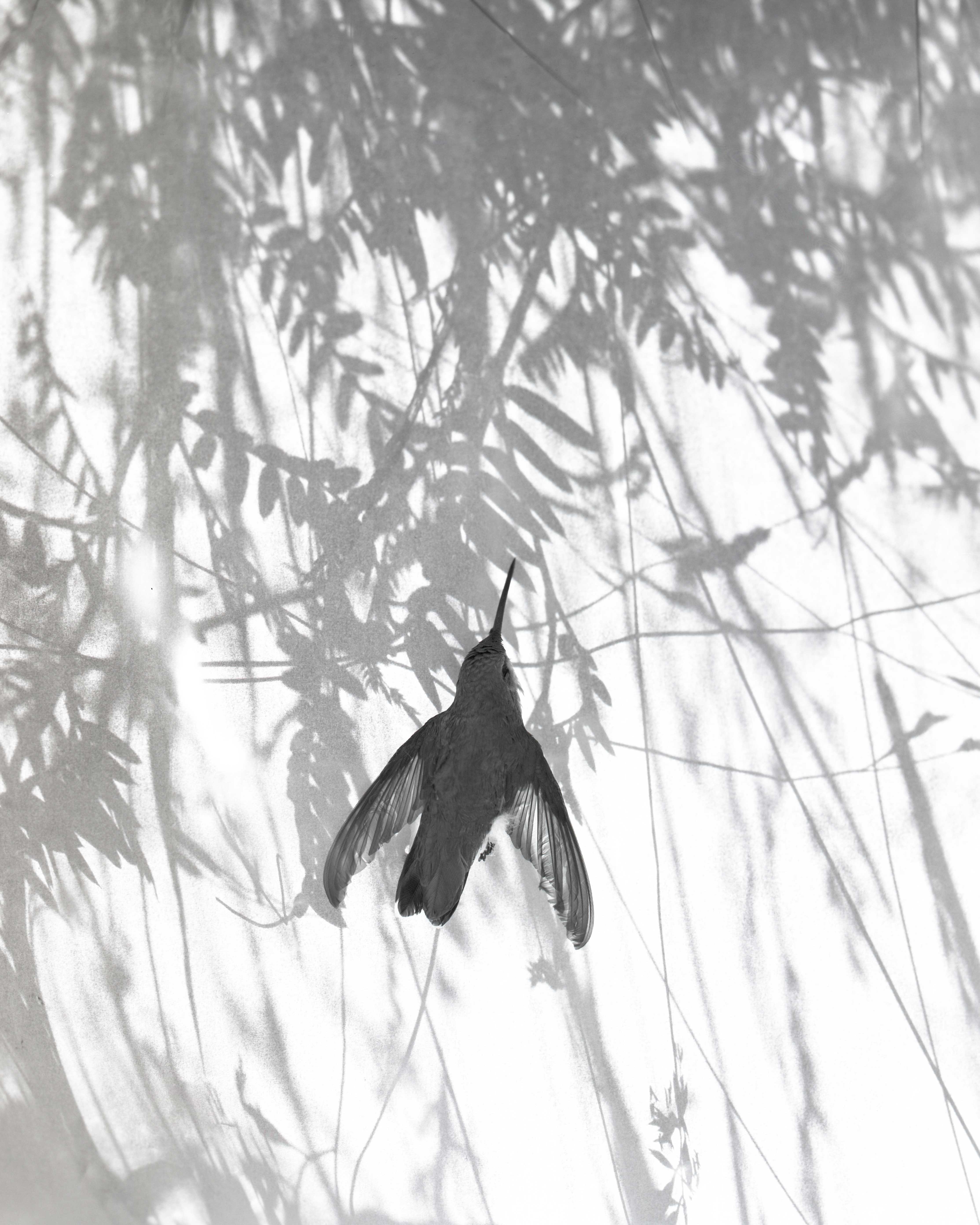 Black and white image: dark silhouette of hummingbird with outstretched wings against grey shadows of tropical foliage on white background.