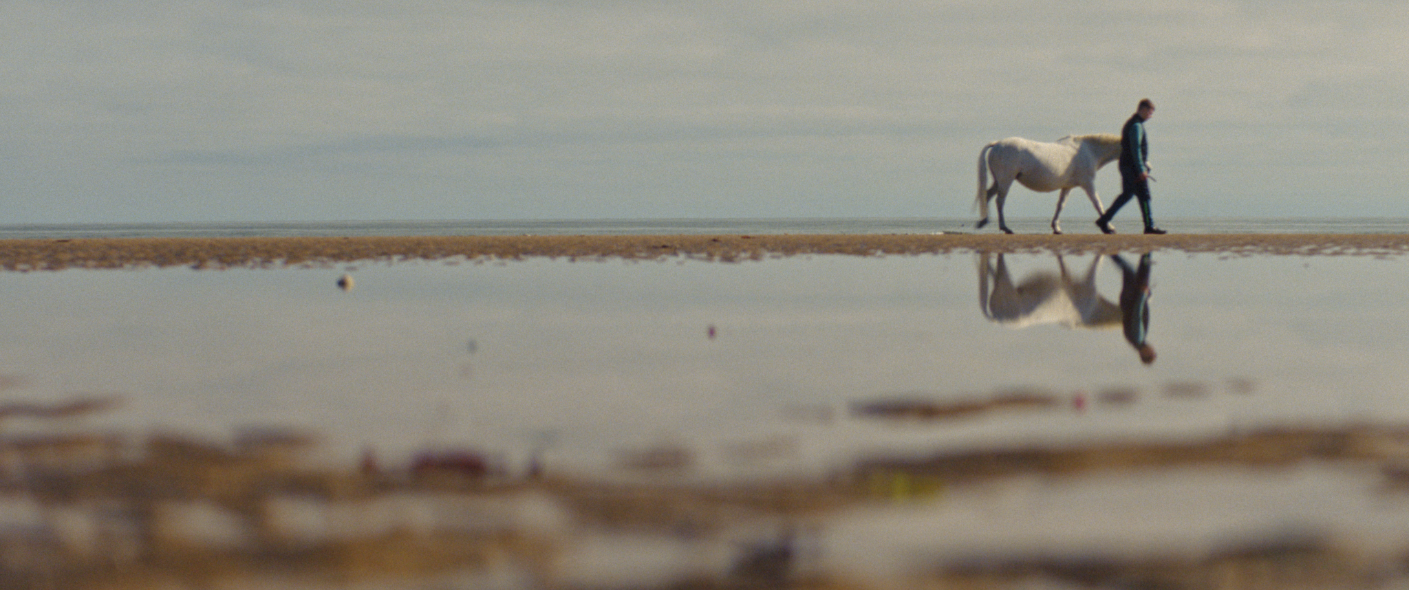 A zebra reflected in a still, shallow pool of water on a grassy plain.
