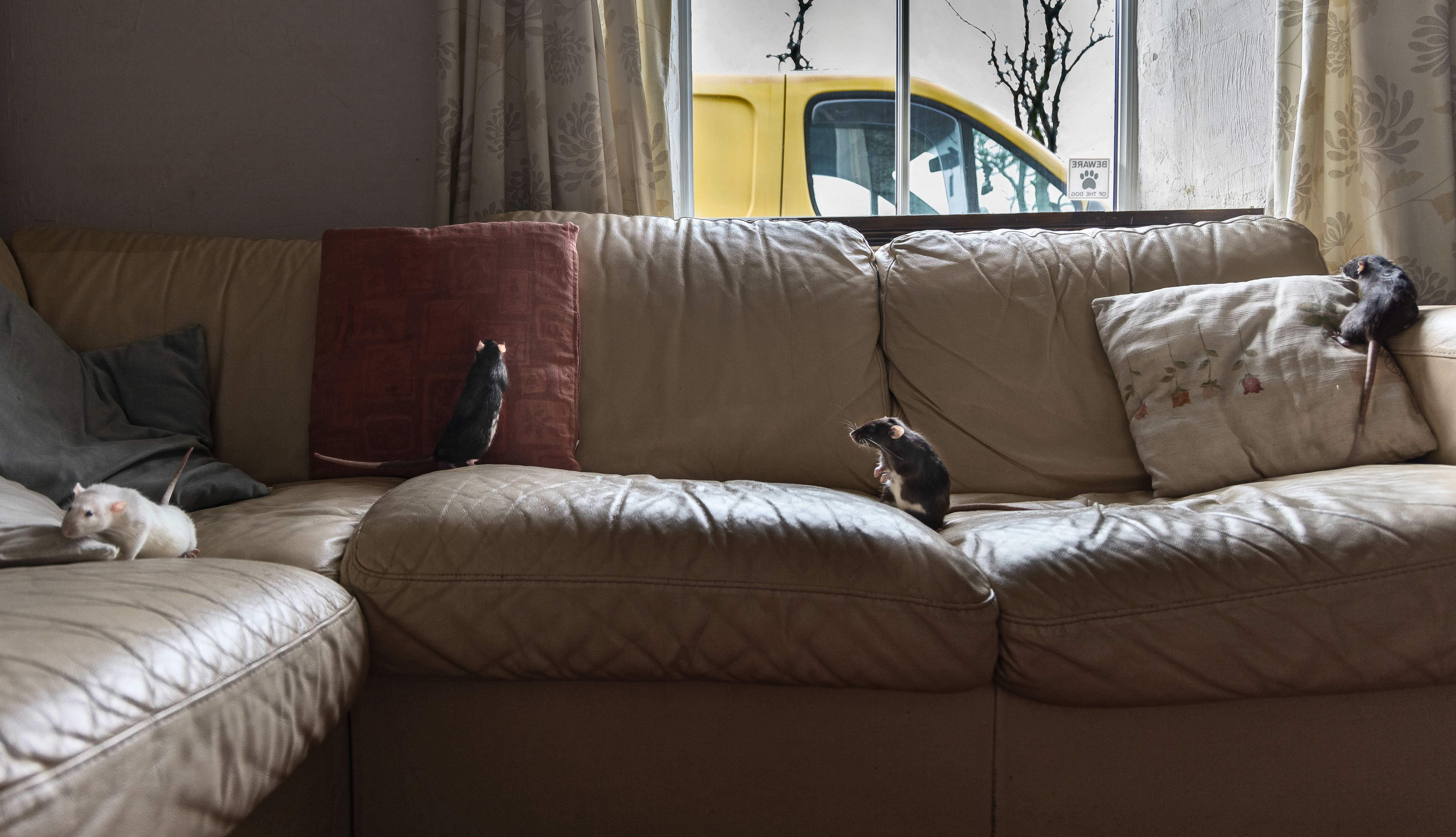 A cosy living room with a large brown sofa, cushions, and a glimpse of a yellow vehicle through the window.