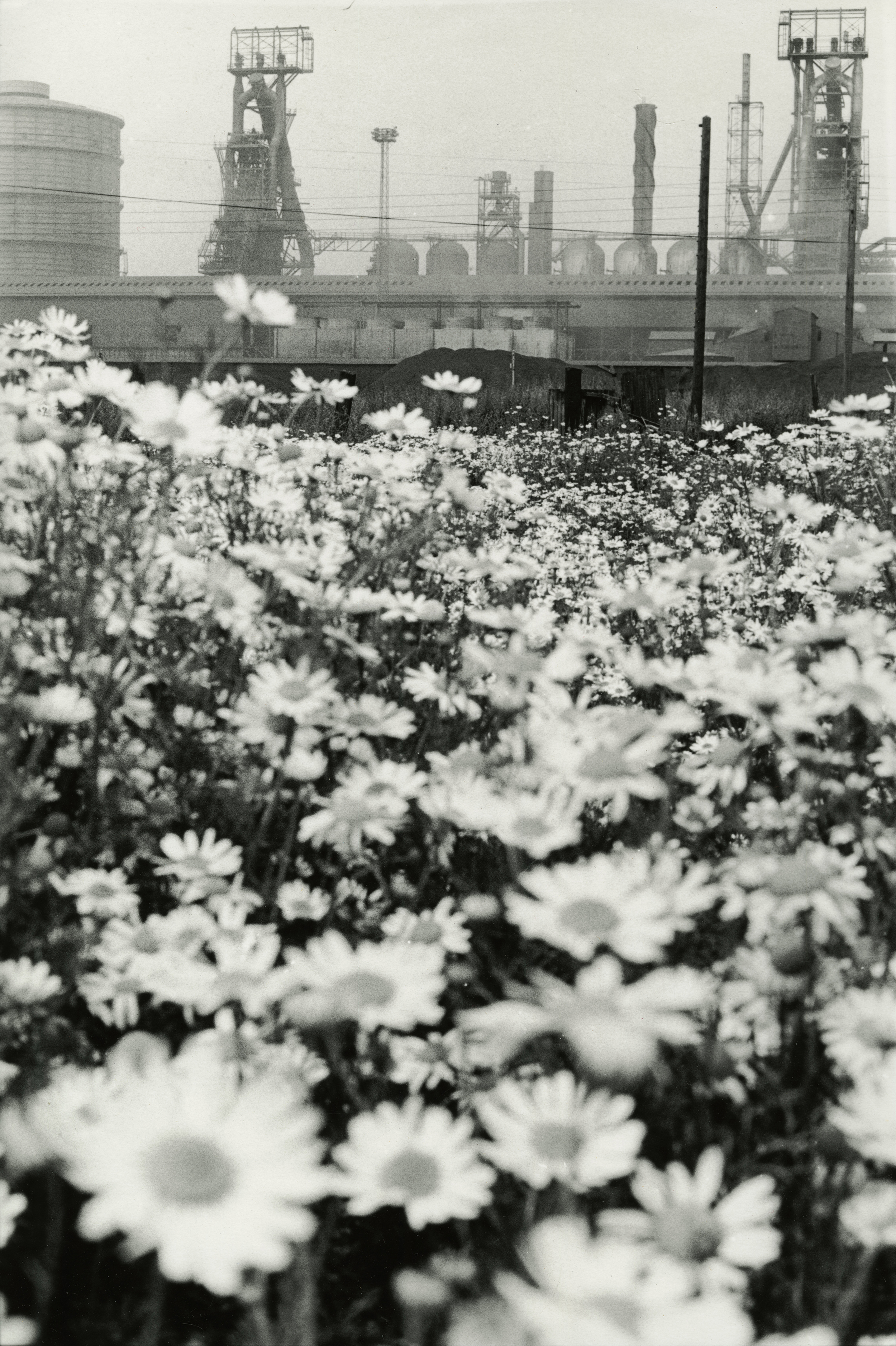 Close-up of daisies in foreground, industrial buildings and structures in background.