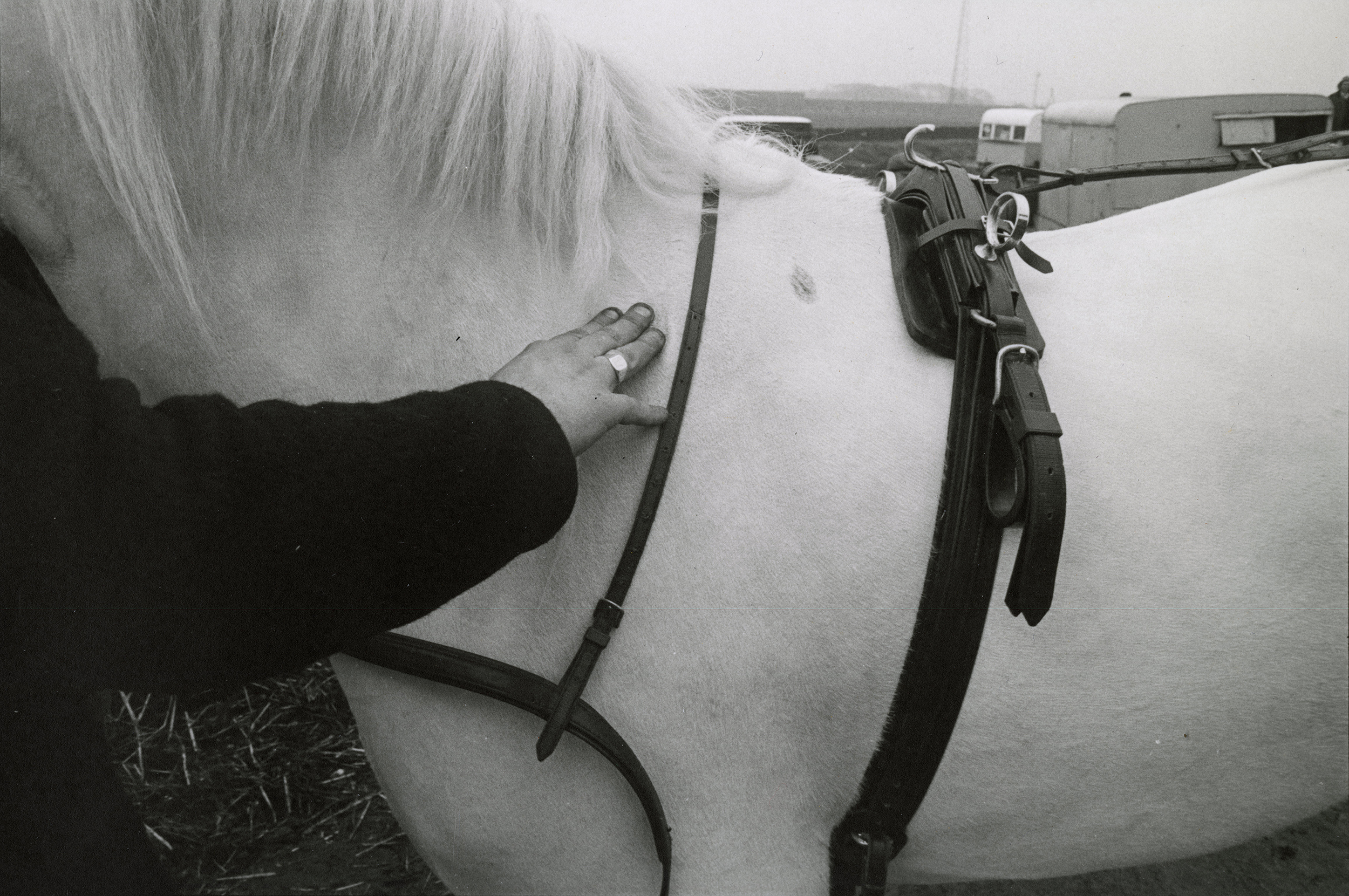 A black and white image of a hand grooming a white horse. The image shows the texture of the horse's fur and the grooming tool being used.