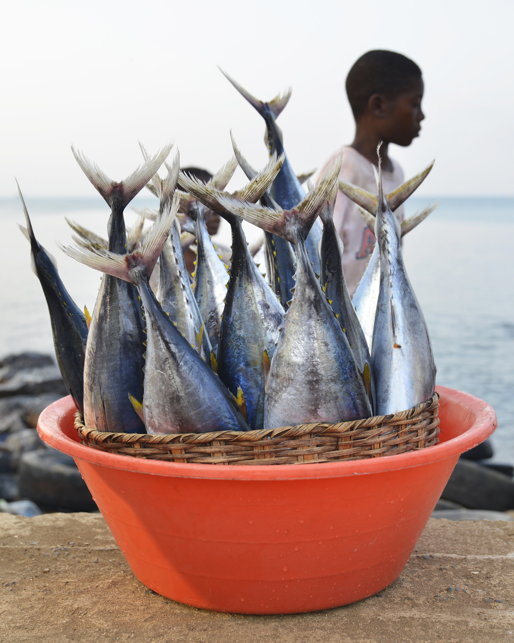 Fresh tuna fish displayed in orange plastic bowl with wicker basket liner, fisherman in background by ocean shore.