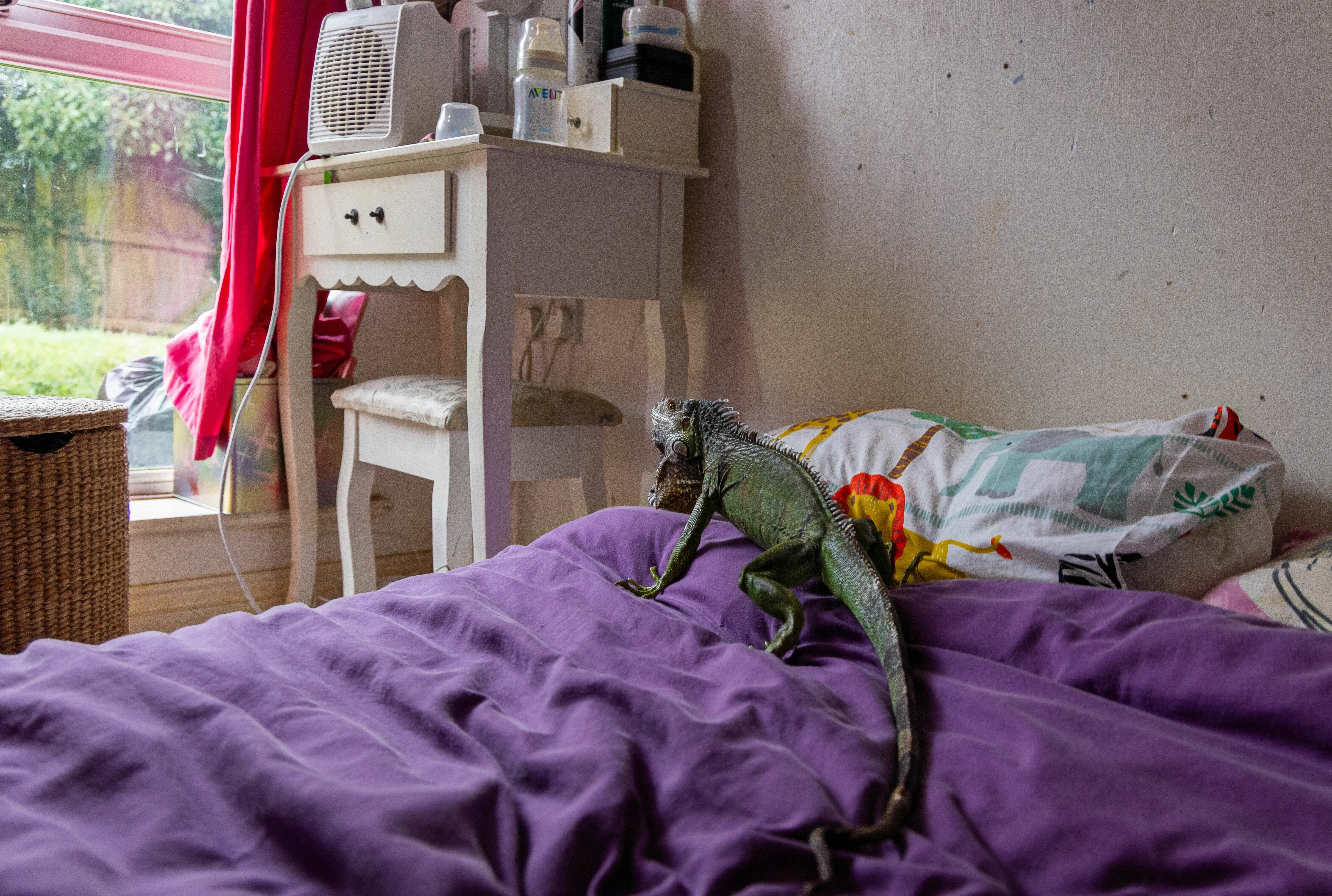 Cosy bedroom with purple bedding, vintage furniture, and a pet lizard on the bed.