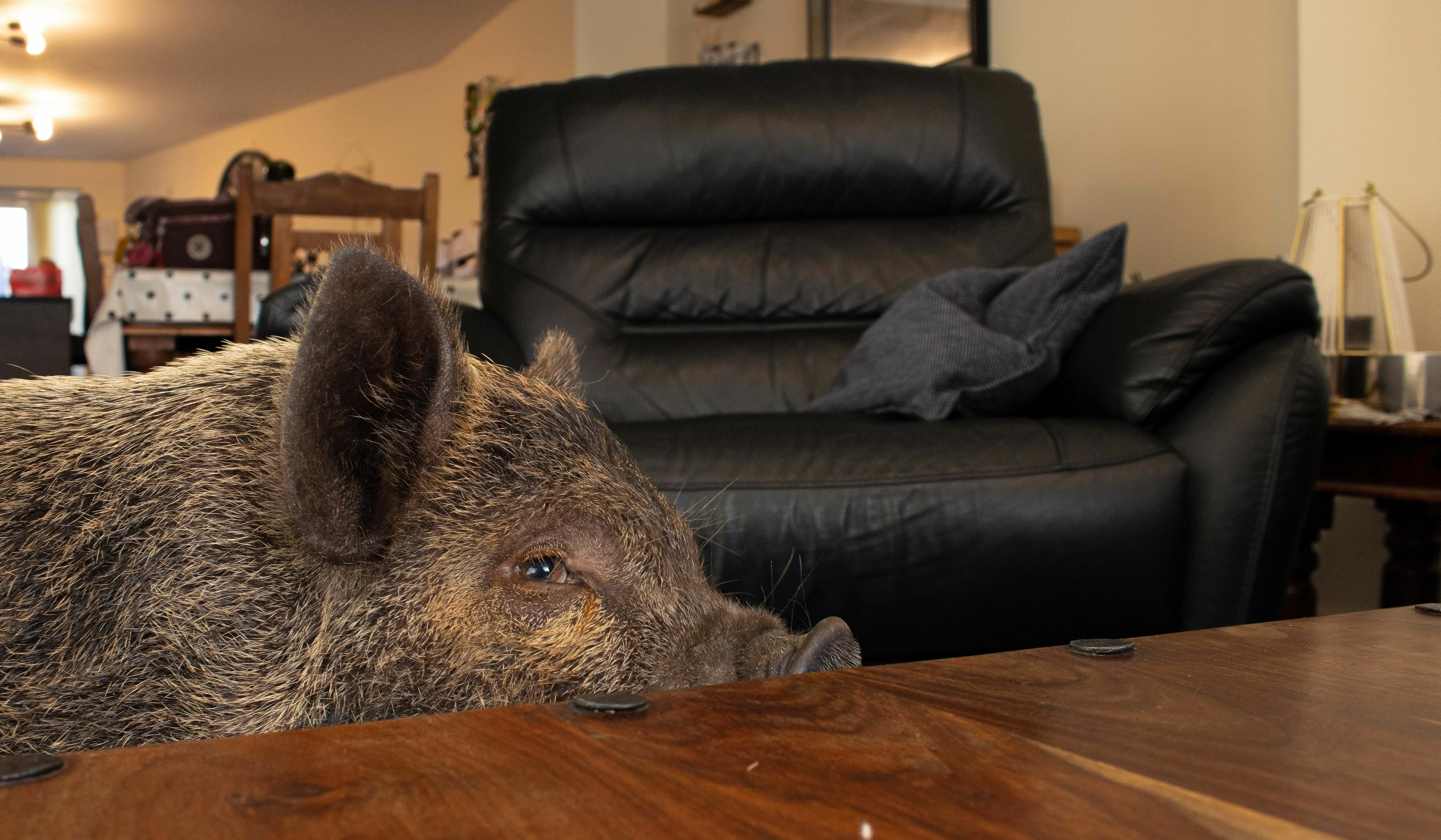 Large brown guinea pig lying on wooden table in a living room with black leather sofa in the background.
