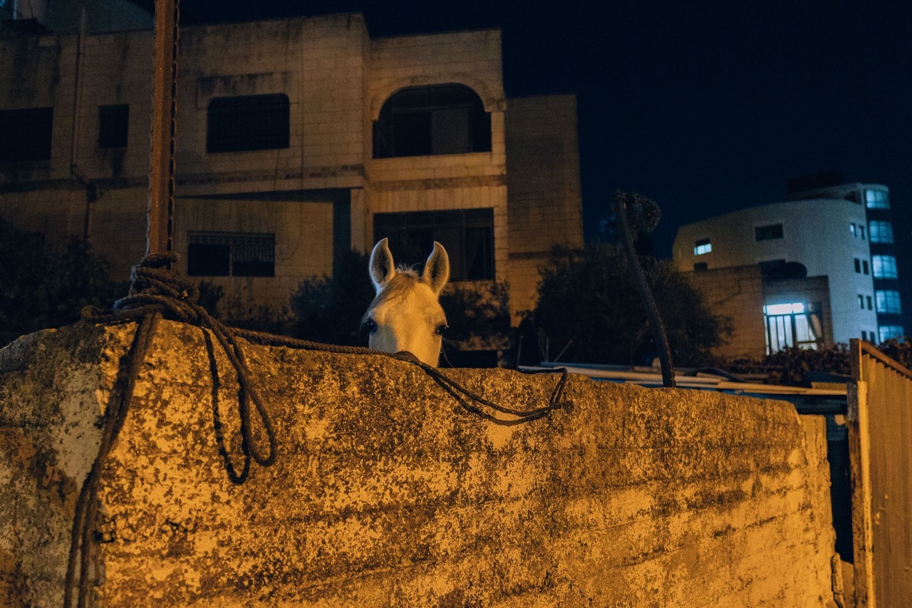 Horse peeking over a wooden fence at night, with buildings in the background.