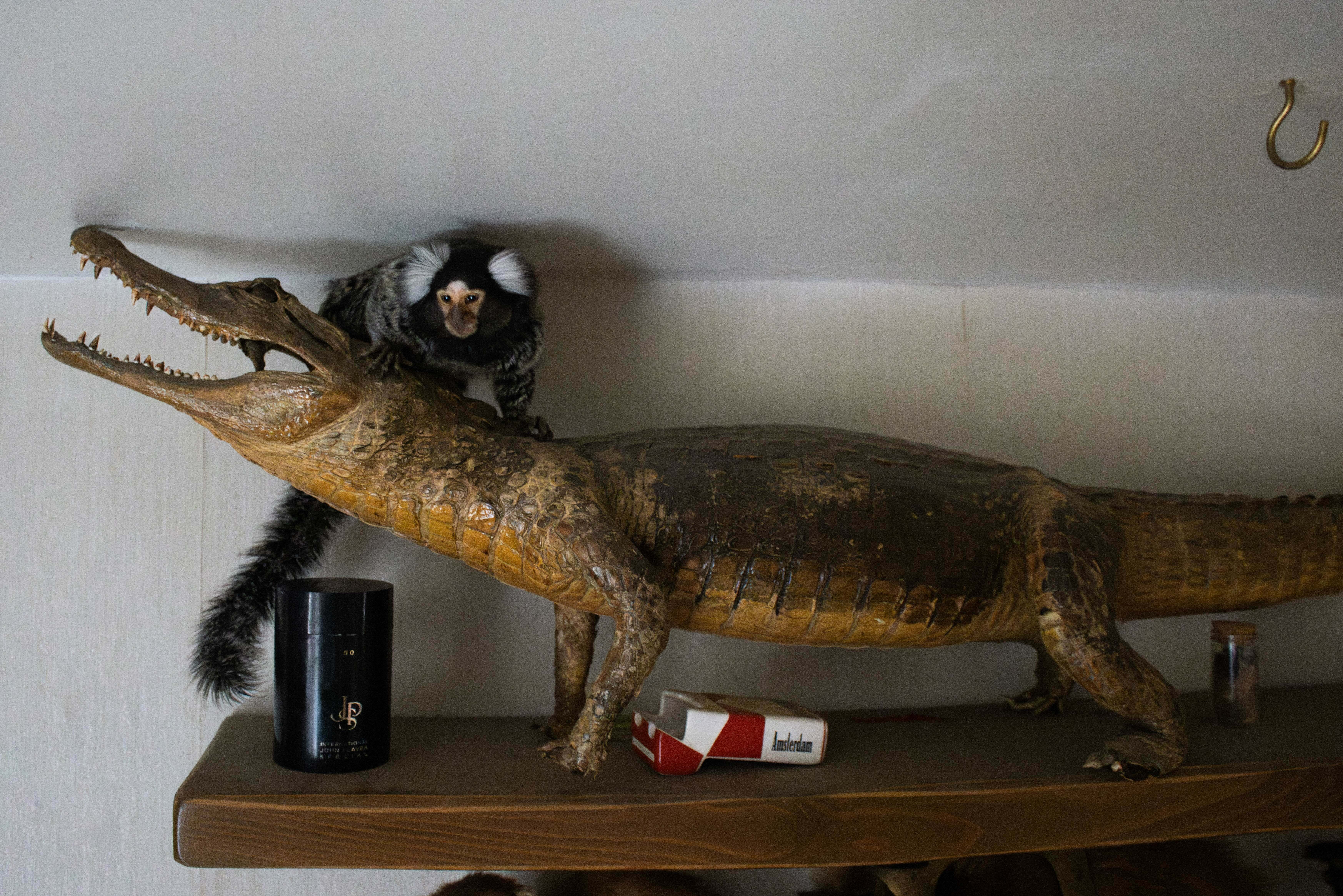 Taxidermy alligator with a small monkey sitting on its head, displayed on a wooden shelf with other items.