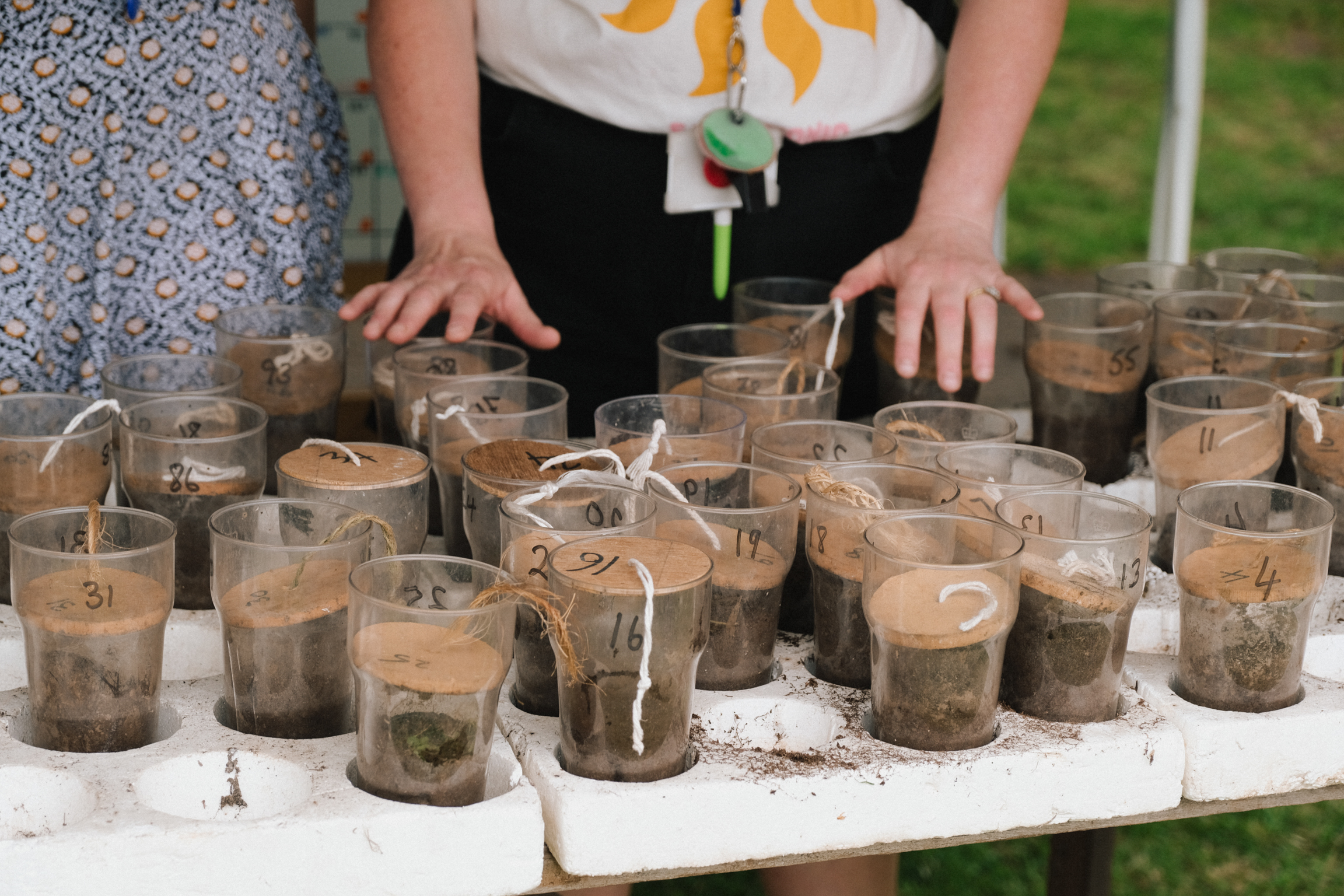Person with hands positioned over numerous small plant pots filled with soil on white table, green seedling visible in one pot.