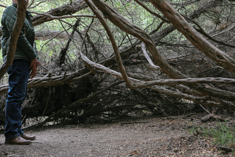 Person in dark clothing standing beside large fallen tree with twisted branches across woodland path.