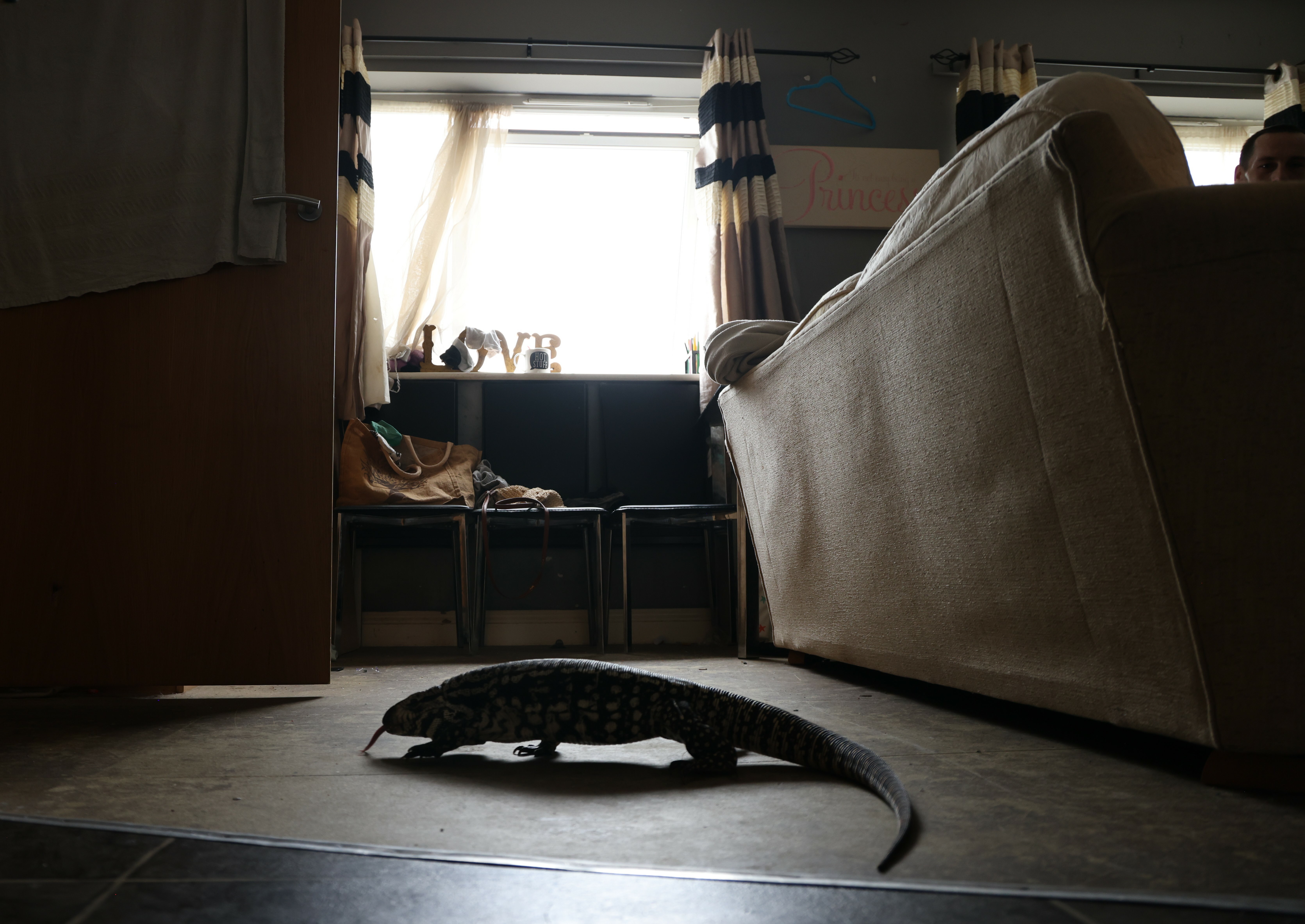 A black lizard rests on a tiled floor in a dimly lit room, with a couch and shelves visible in the background.