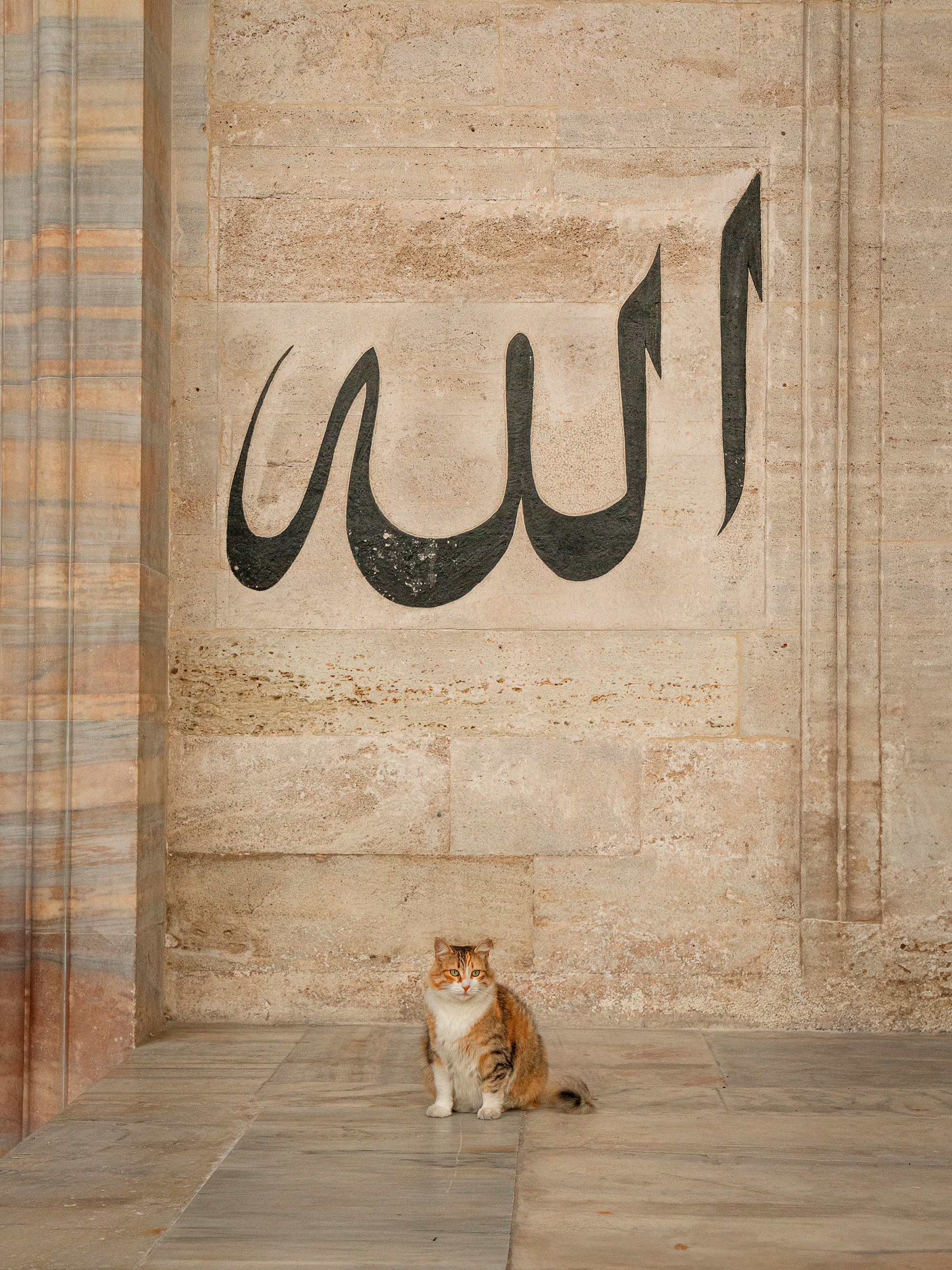 Orange and white cat sitting on stone floor beneath large black Arabic calligraphy on beige marble wall with architectural columns.