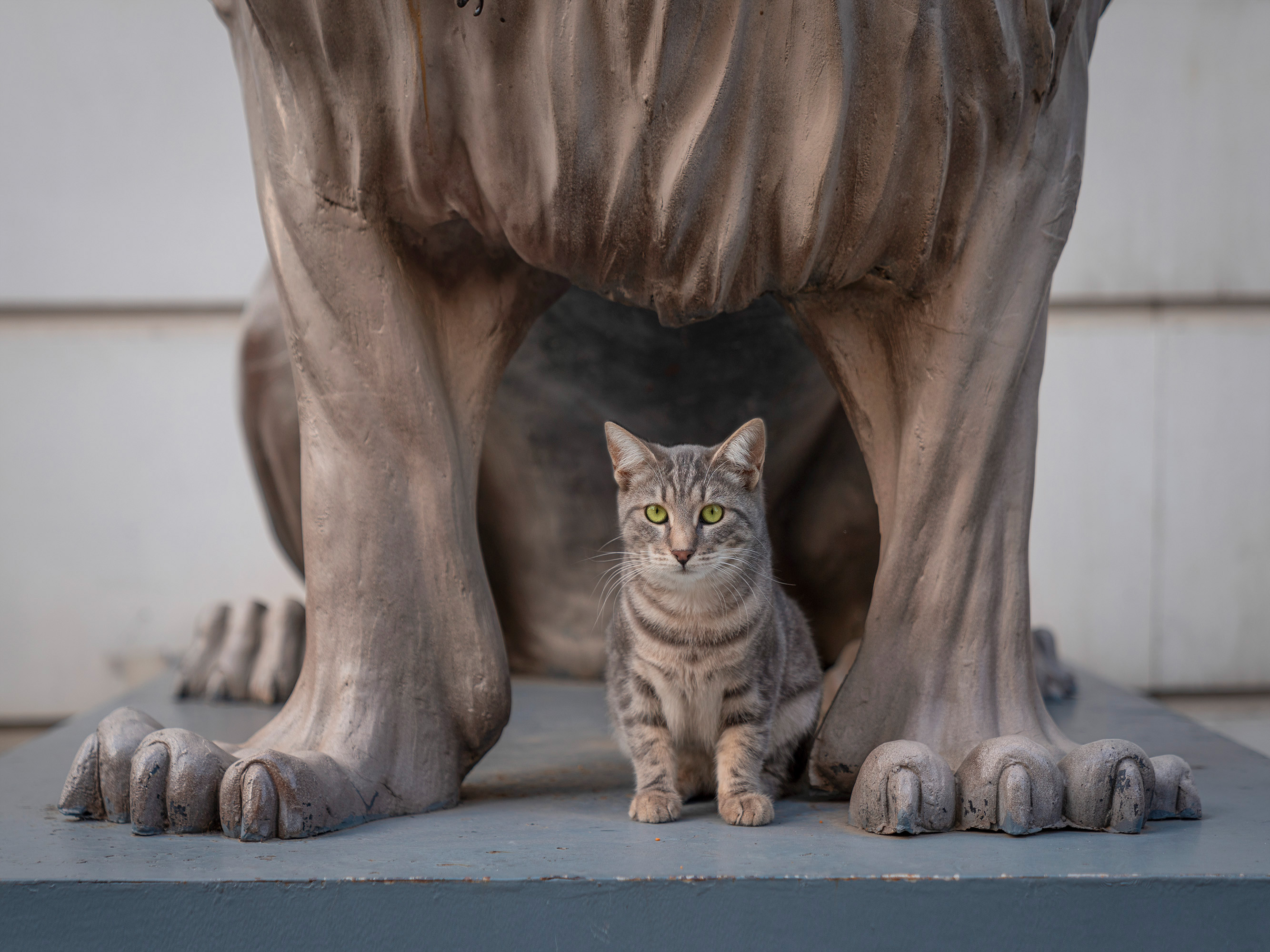 Small tabby kitten sitting between the front paws of a large stone lion statue on grey concrete steps.