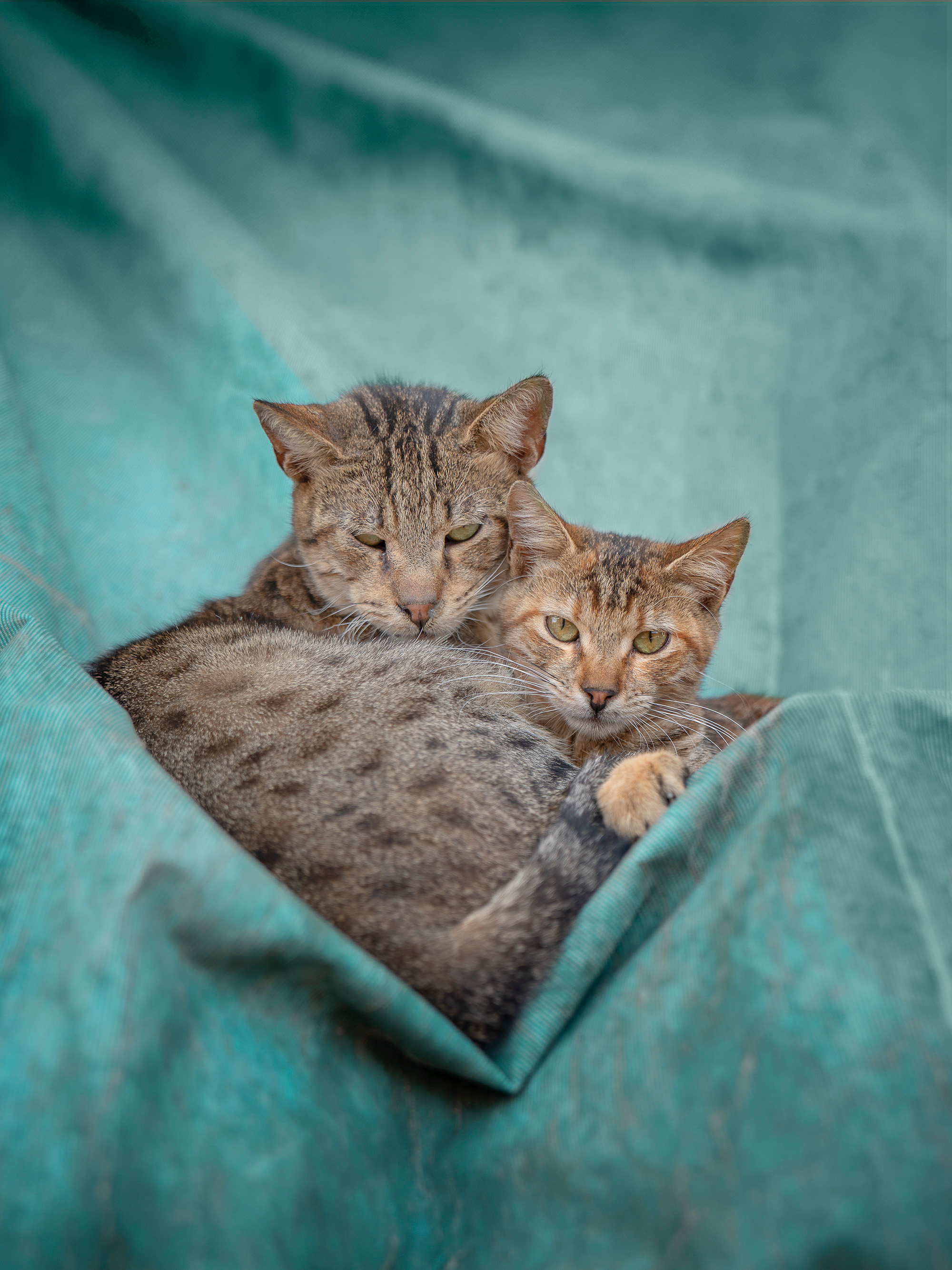 Two tabby cats cuddling in a turquoise hammock, one with eyes closed, the other looking at camera with green eyes.