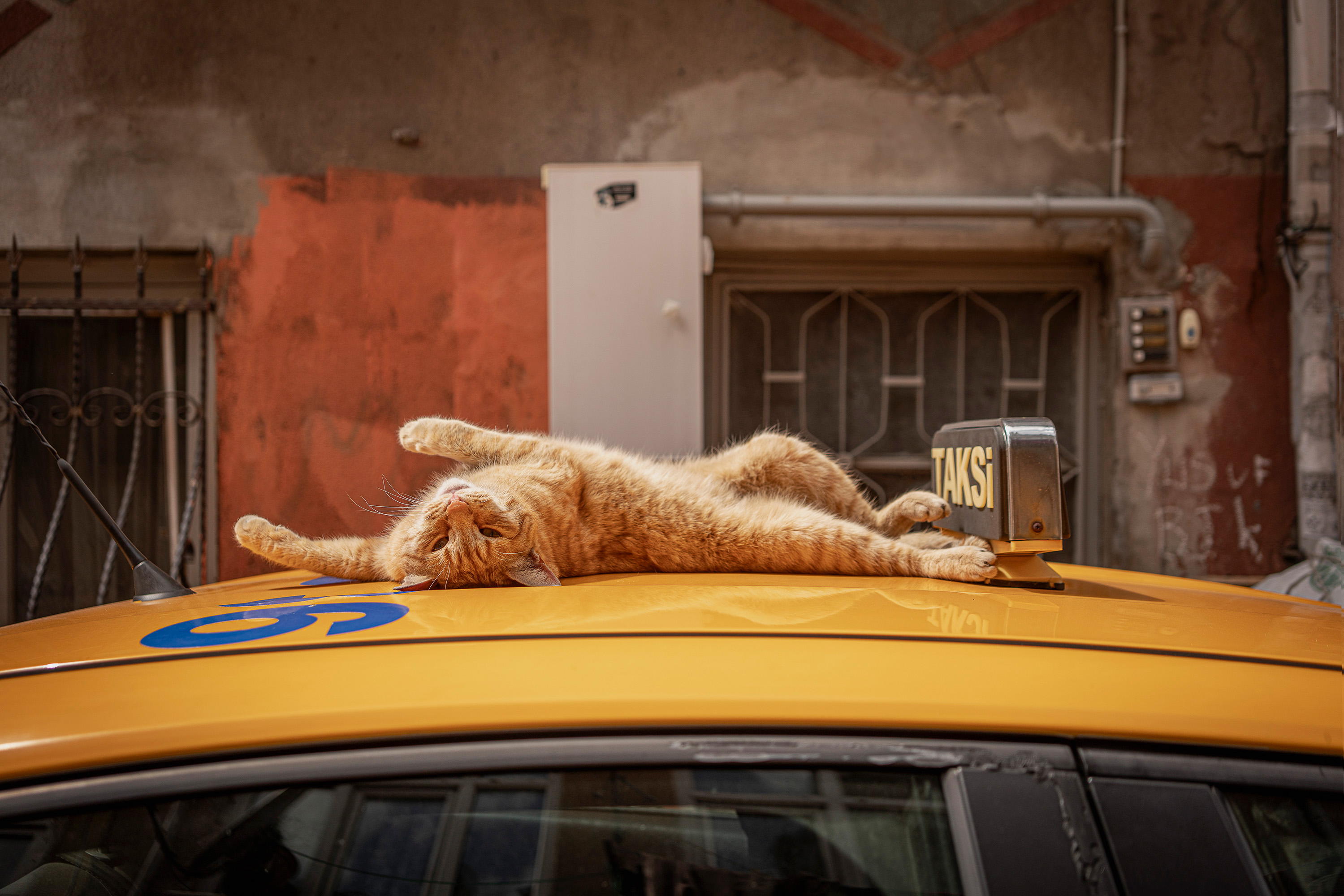 Orange cat lying on yellow taxi roof with weathered building facade and metal security grilles in background.