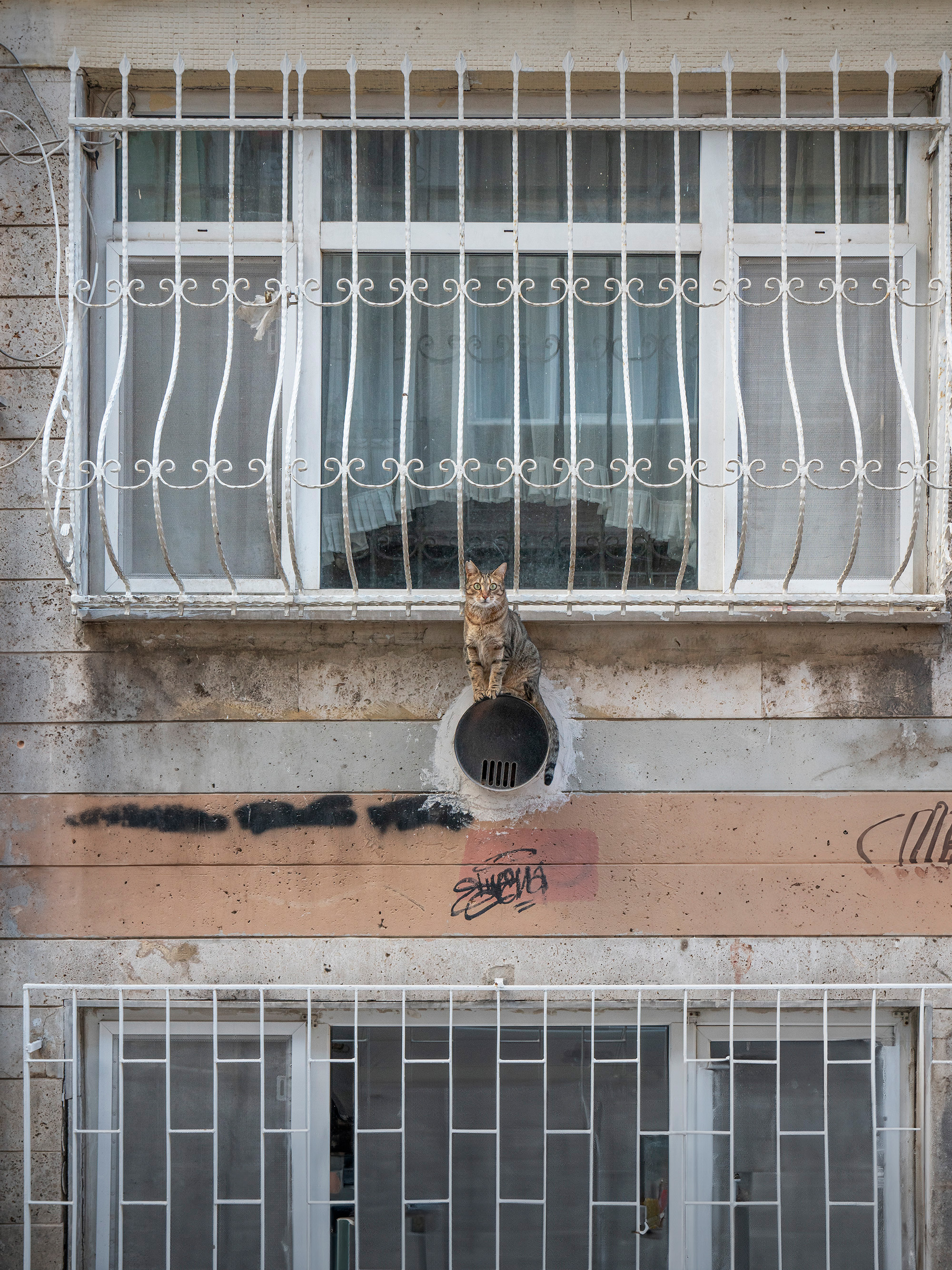 Orange tabby cat sits on ledge between two floors of concrete building with white security bars on windows and graffiti on wall.
