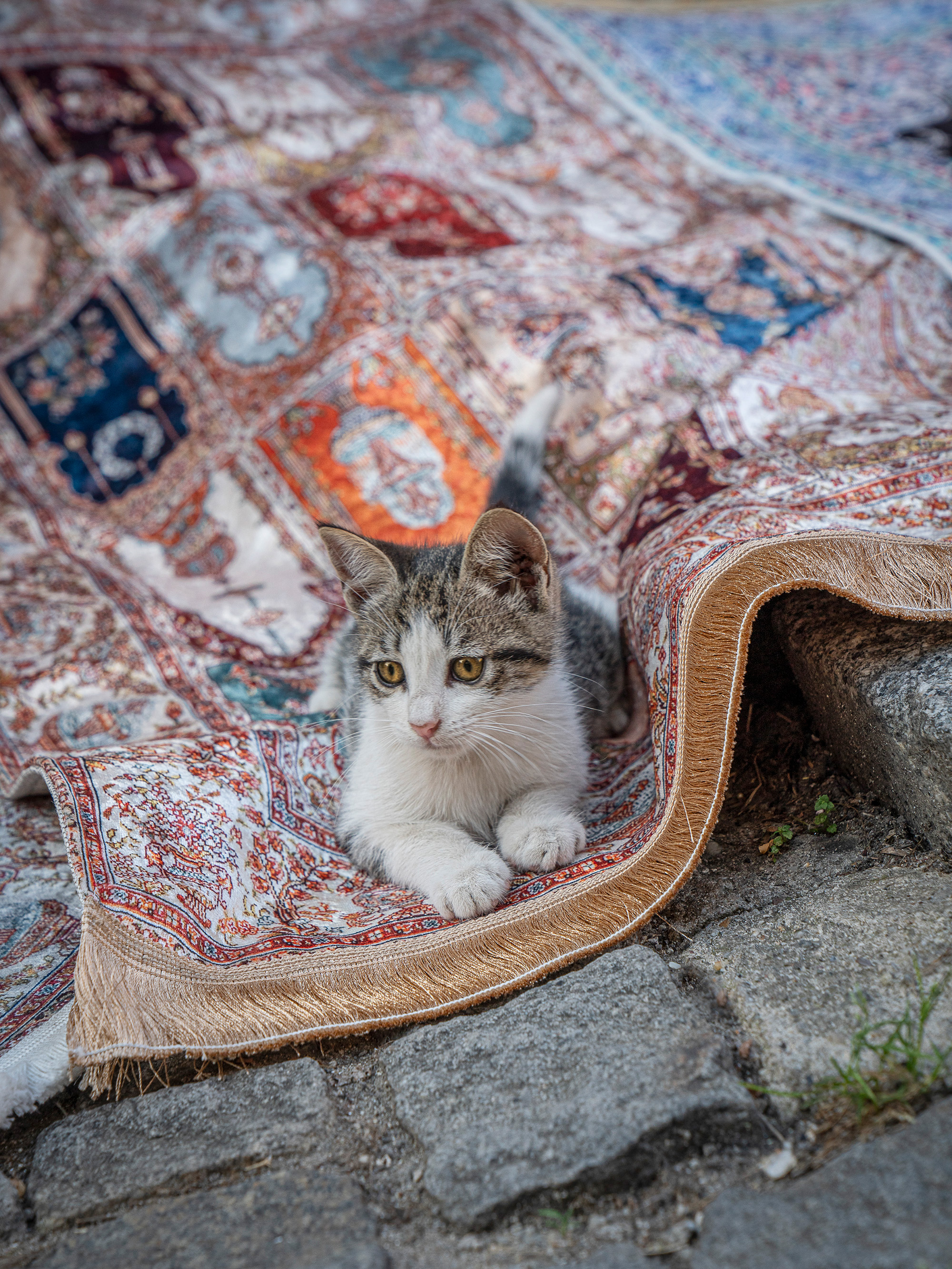 Tabby and white kitten sits on edge of ornate Persian rug with intricate red, blue, and cream patterns spread on stone ground.