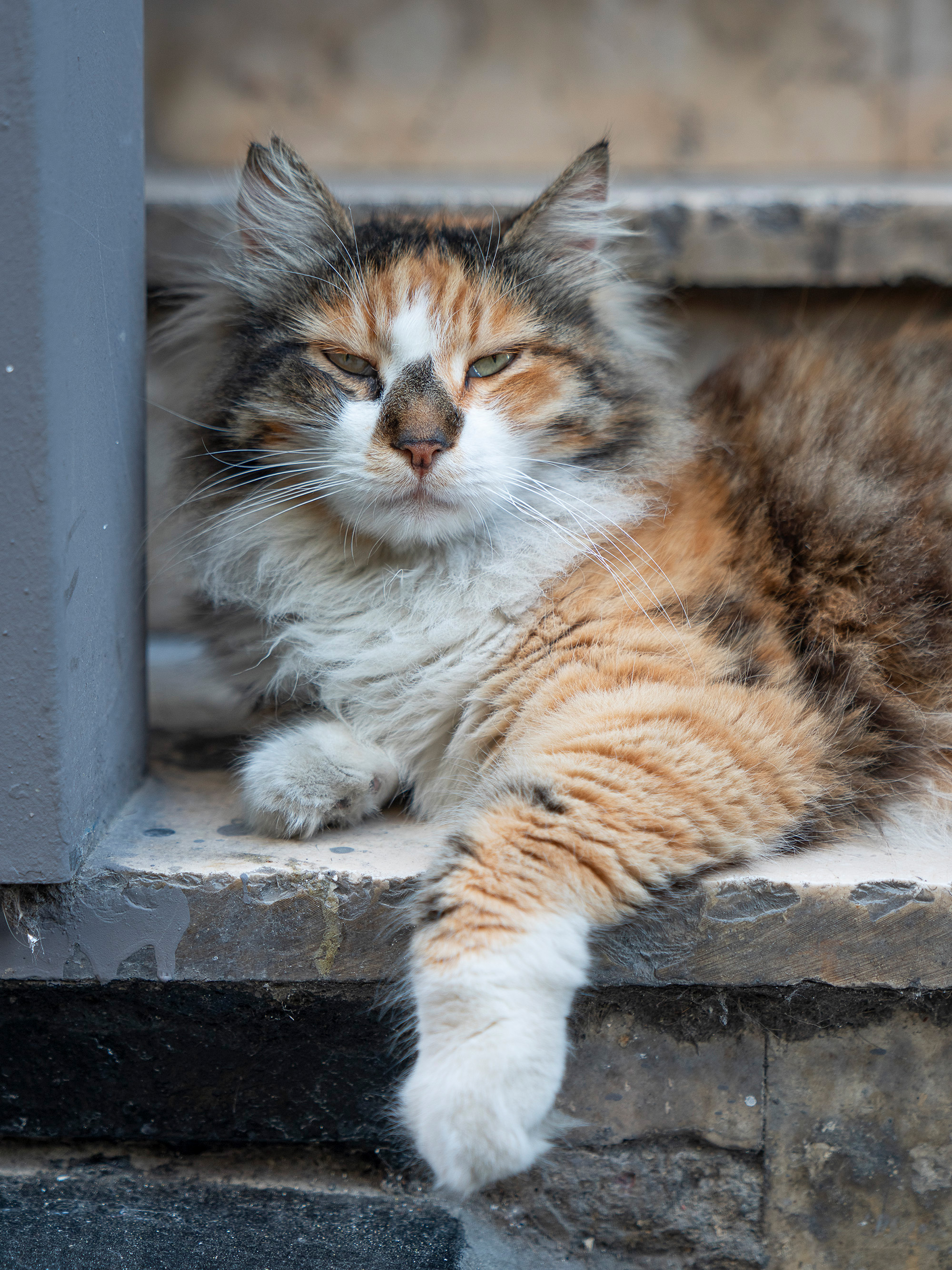 Long-haired calico cat with orange, brown and white markings sitting on stone steps beside grey metal railing.