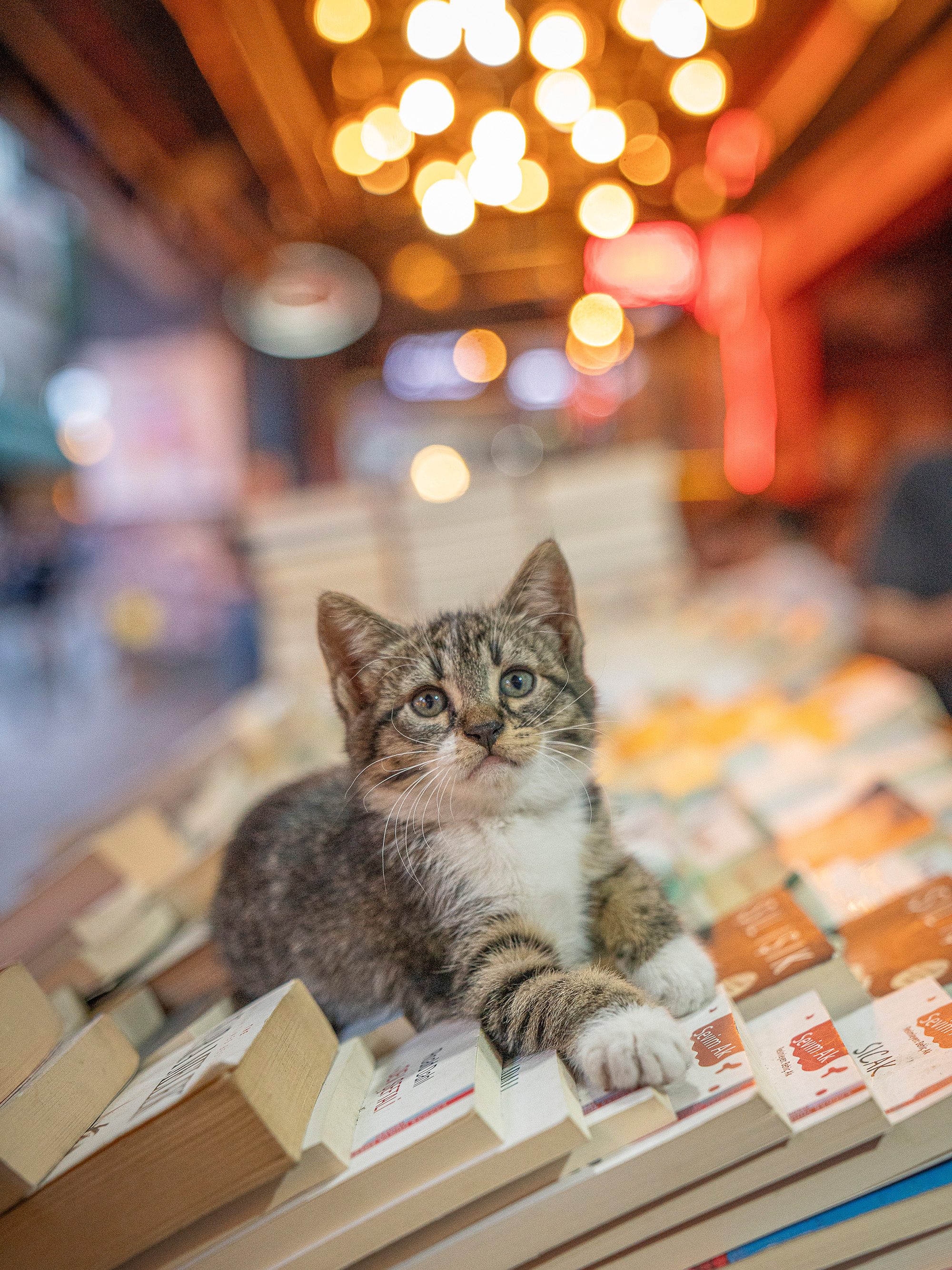 Grey tabby kitten with white markings sitting on books, warm golden bokeh lights in blurred background.