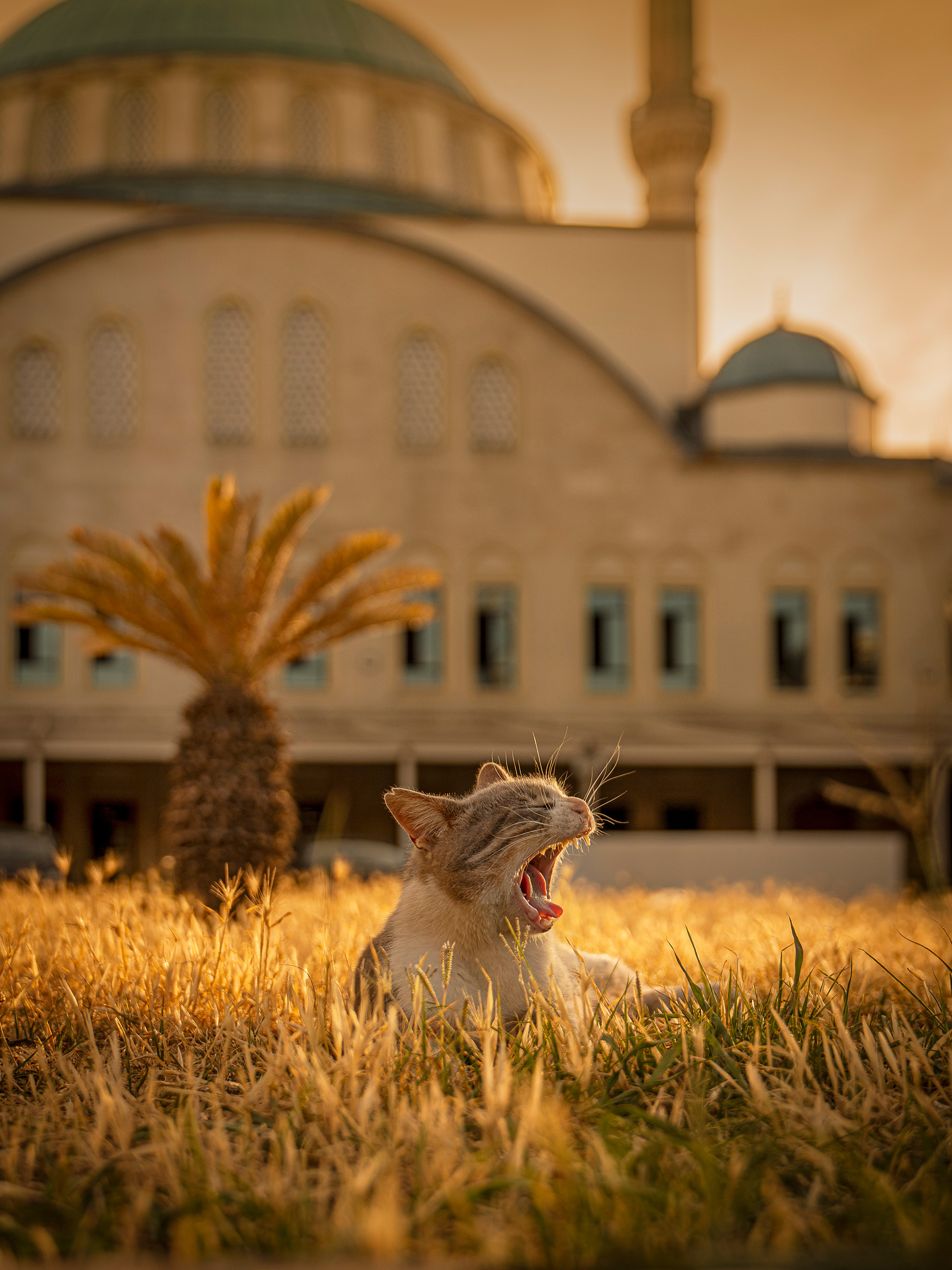 Grey and white cat yawning in golden grass with blurred domed building and palm tree in warm-toned background.