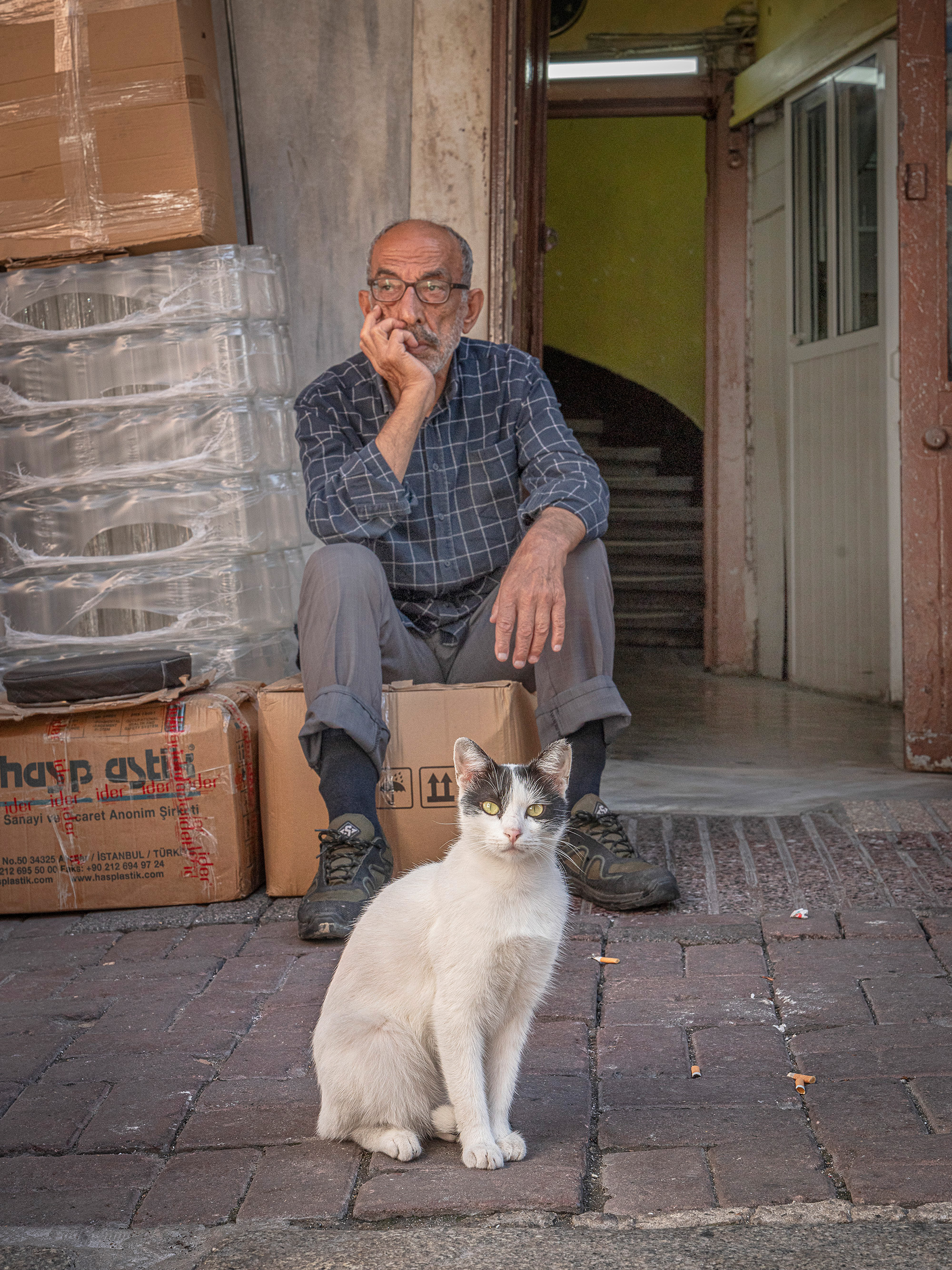 Elderly man in glasses and chequered shirt sitting on cardboard boxes talking on mobile phone, white cat sits on pavement in front