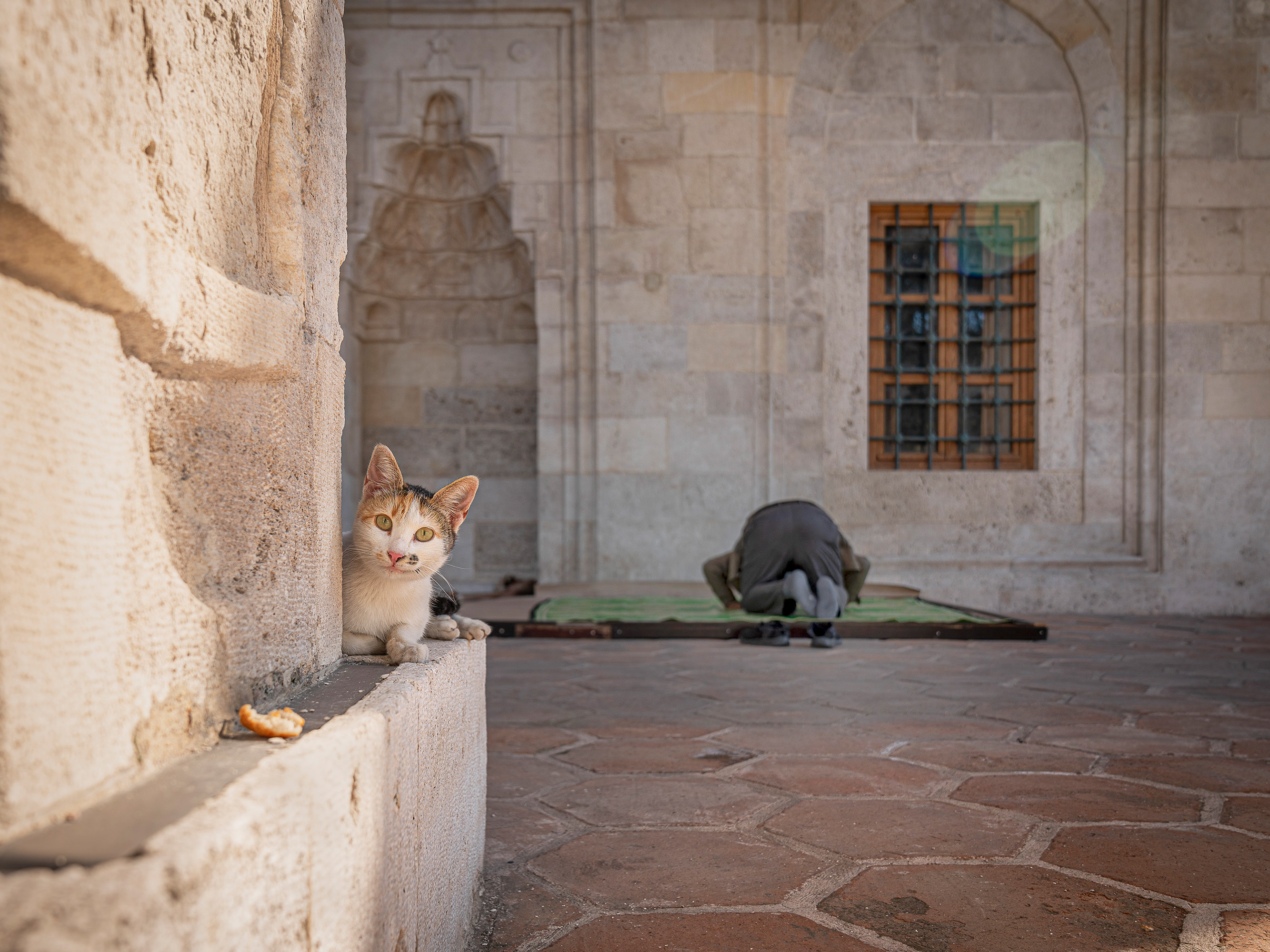 Two cats in stone courtyard with arched doorway and stained glass window. One orange and white cat sits on ledge, black cat lies on ground.