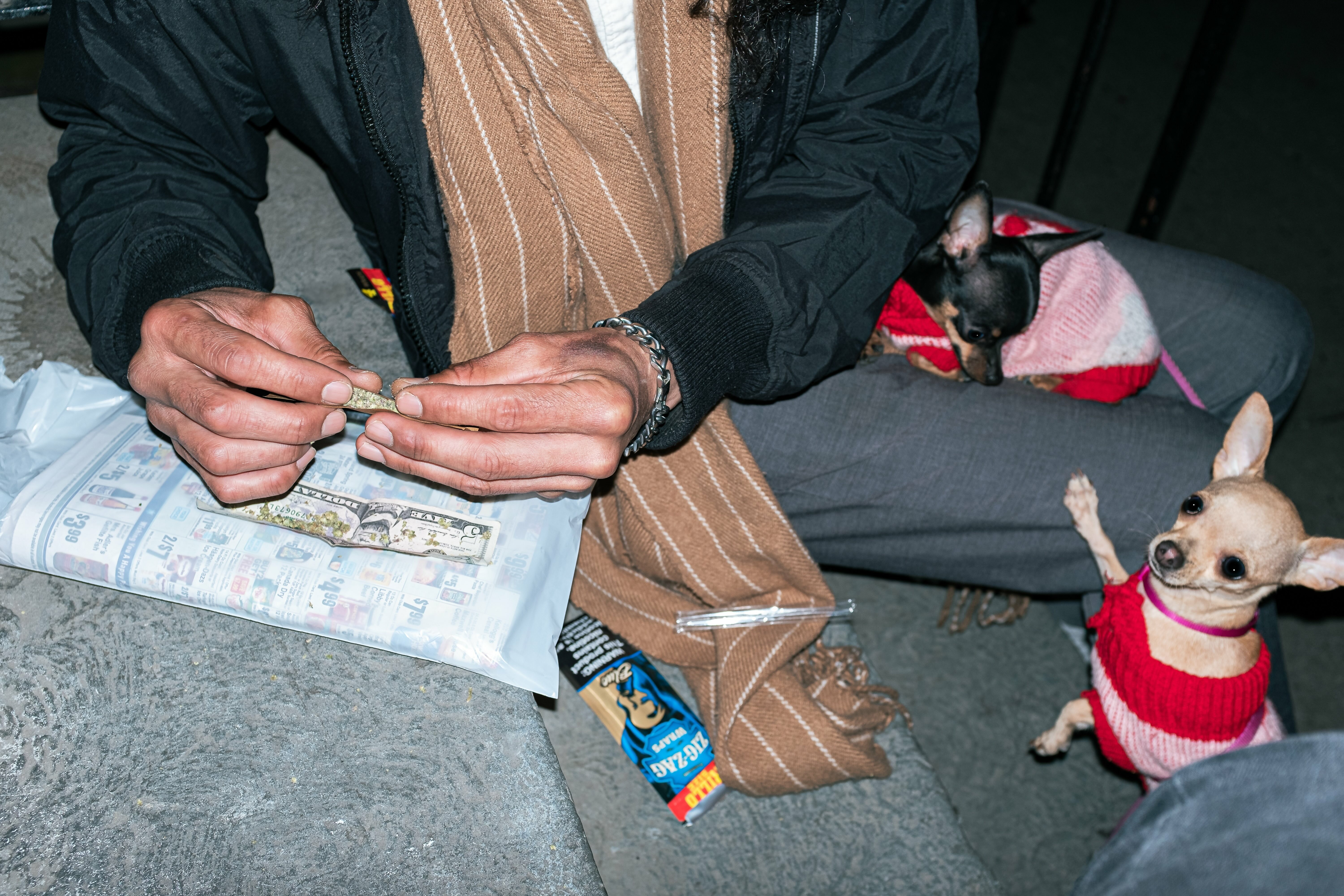Two small dogs wearing red sweaters next to a man's hands holding a document and other items.