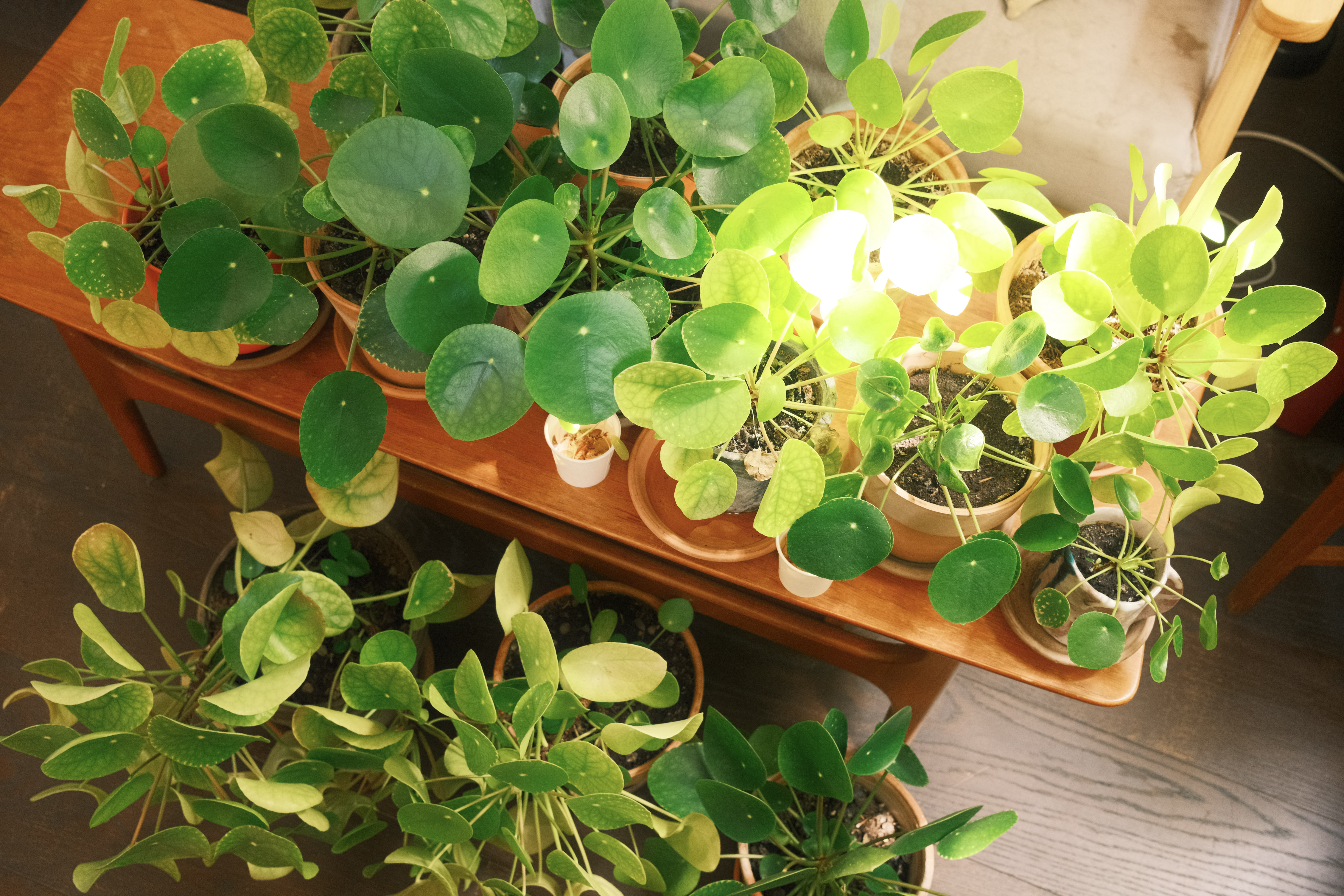 Potted plants with round green leaves on orange tray under grow light, additional plants below on wooden floor.