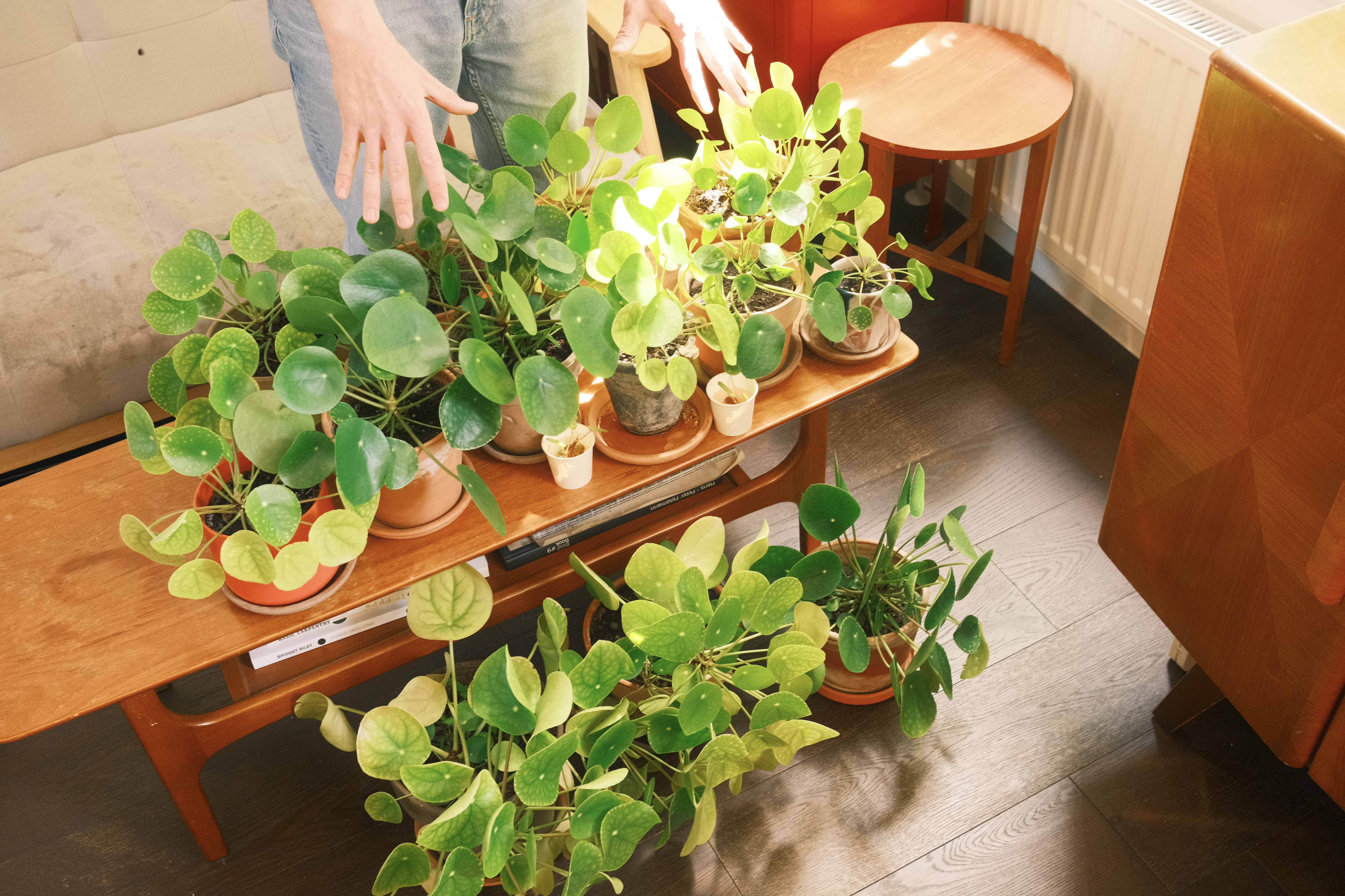 Person tending to various green potted plants arranged on wooden shelves indoors near a window with natural lighting.