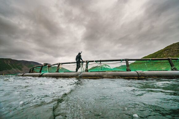 The disturbing truth behind open-net fish farming | Huck