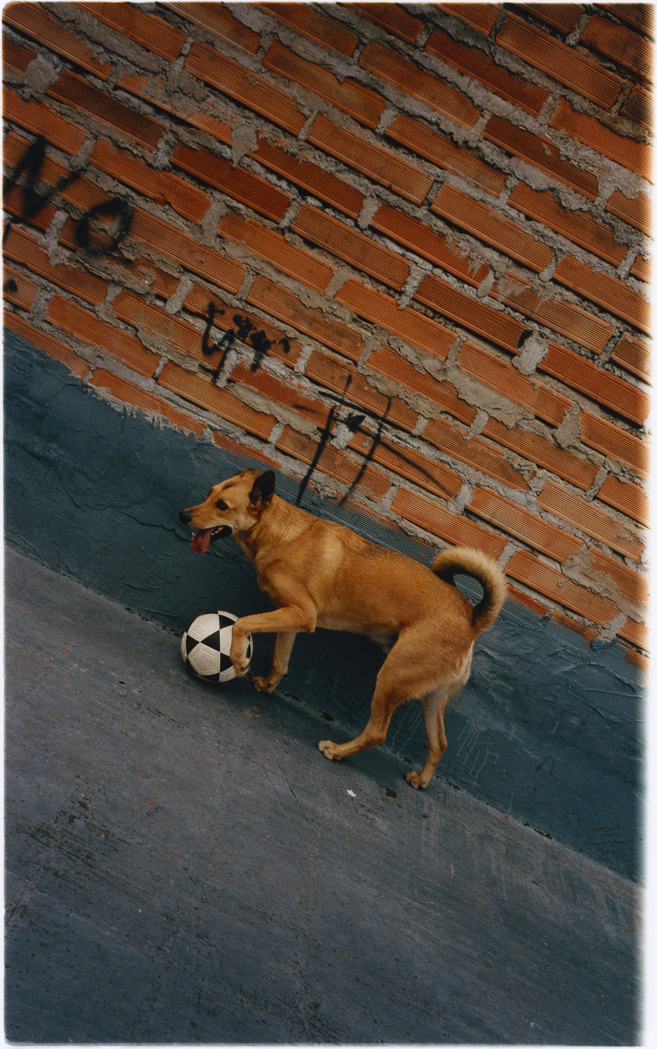 Brown dog playing with soccer ball against brick wall.