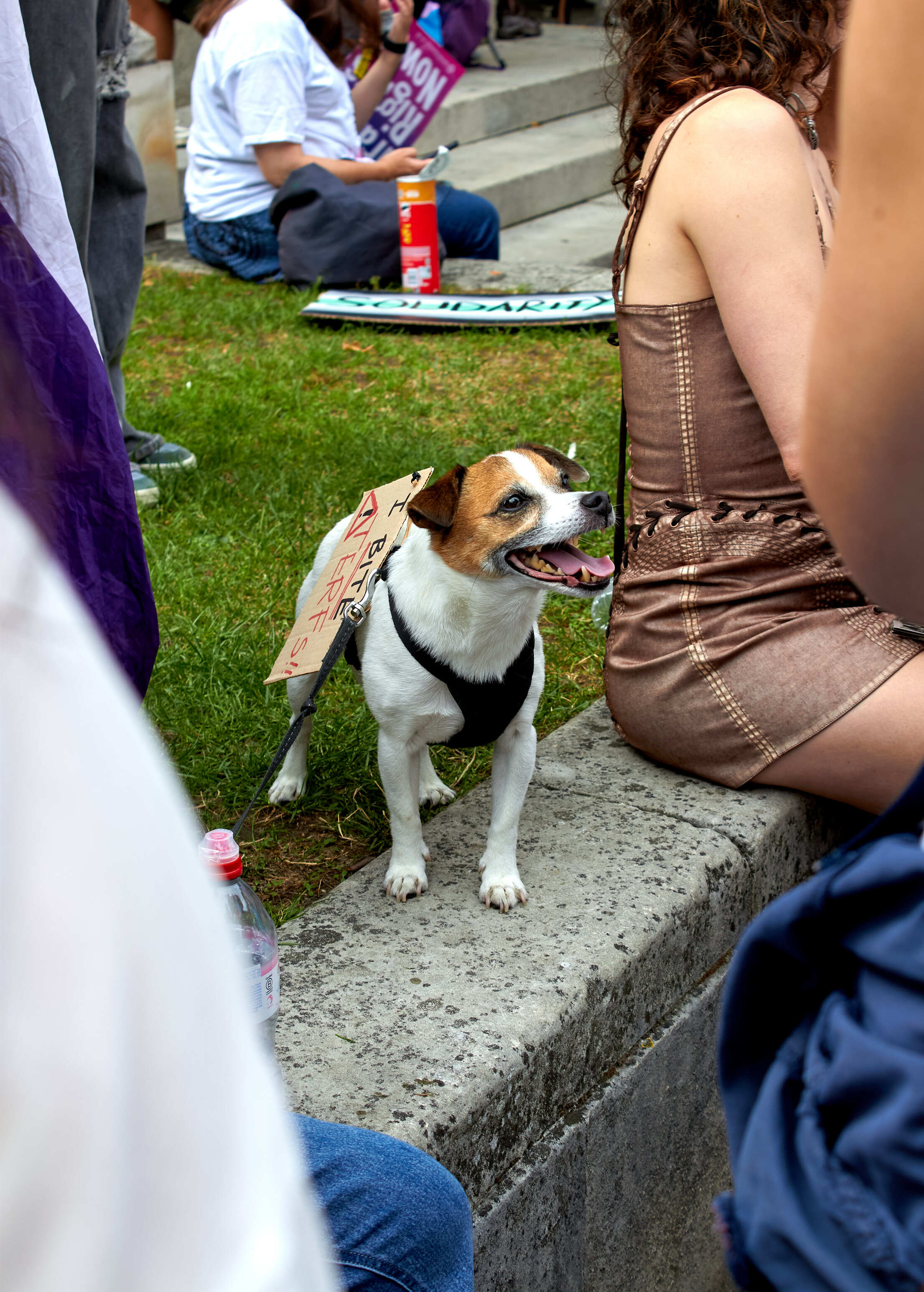 Small white and brown dog with black harness sits on concrete ledge next to woman in brown dress at outdoor gathering.