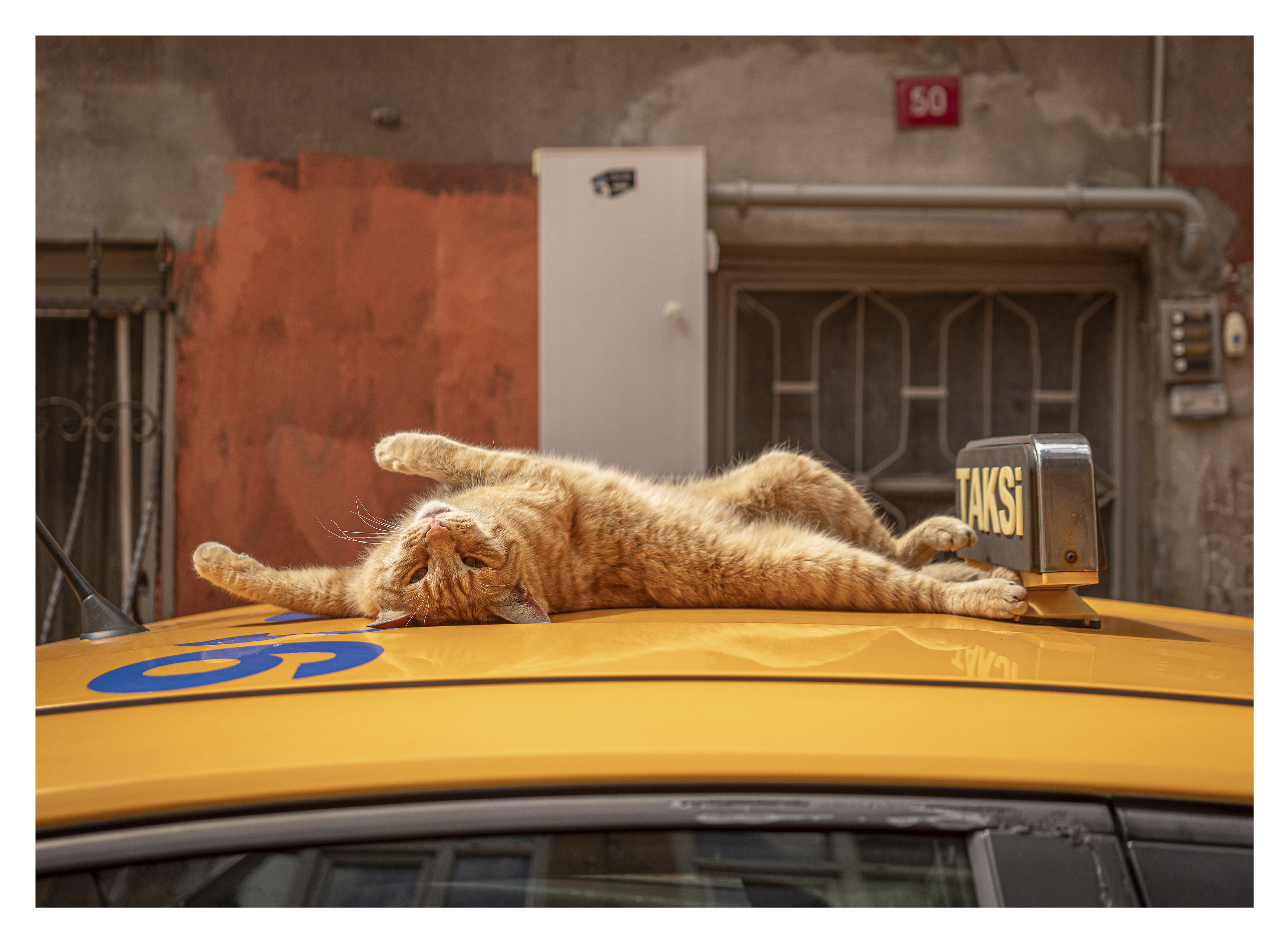 Orange cat lying stretched across yellow taxi roof with urban building facade and metal security gates in background.