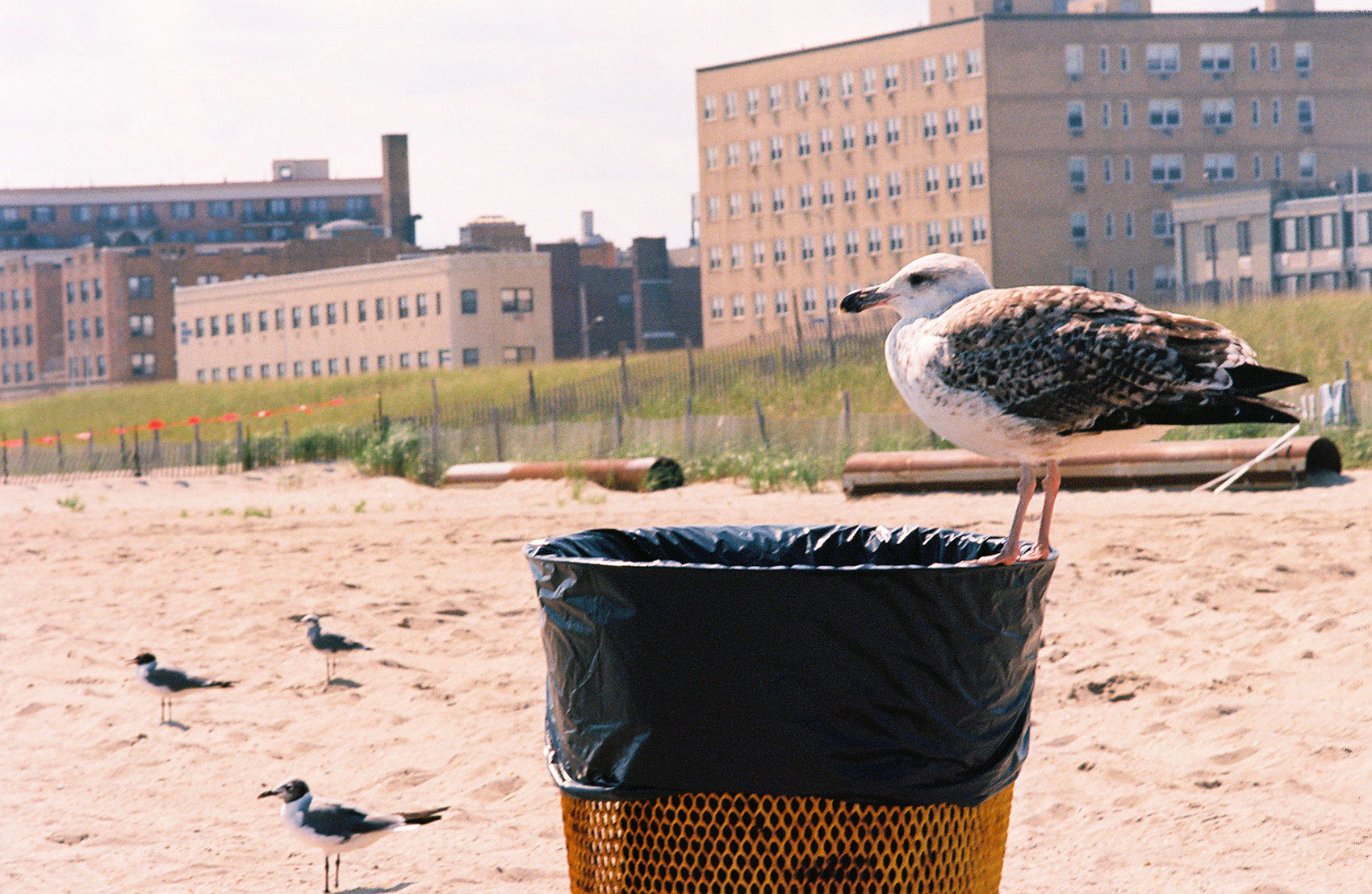 Seagull perched on woven basket on sandy beach, urban buildings in background.