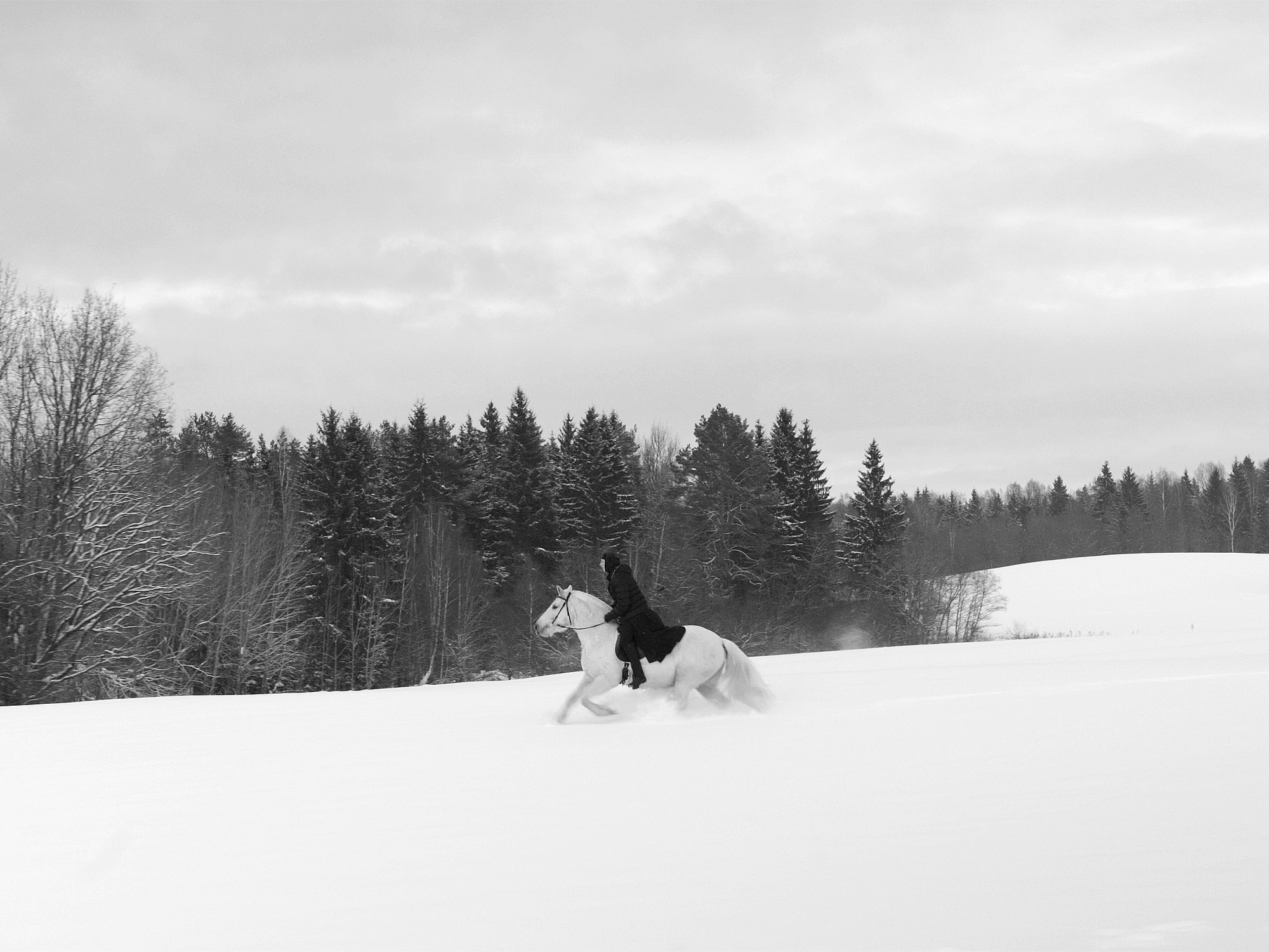 Person riding white horse through snow-covered field with evergreen forest and bare trees in background under cloudy sky.